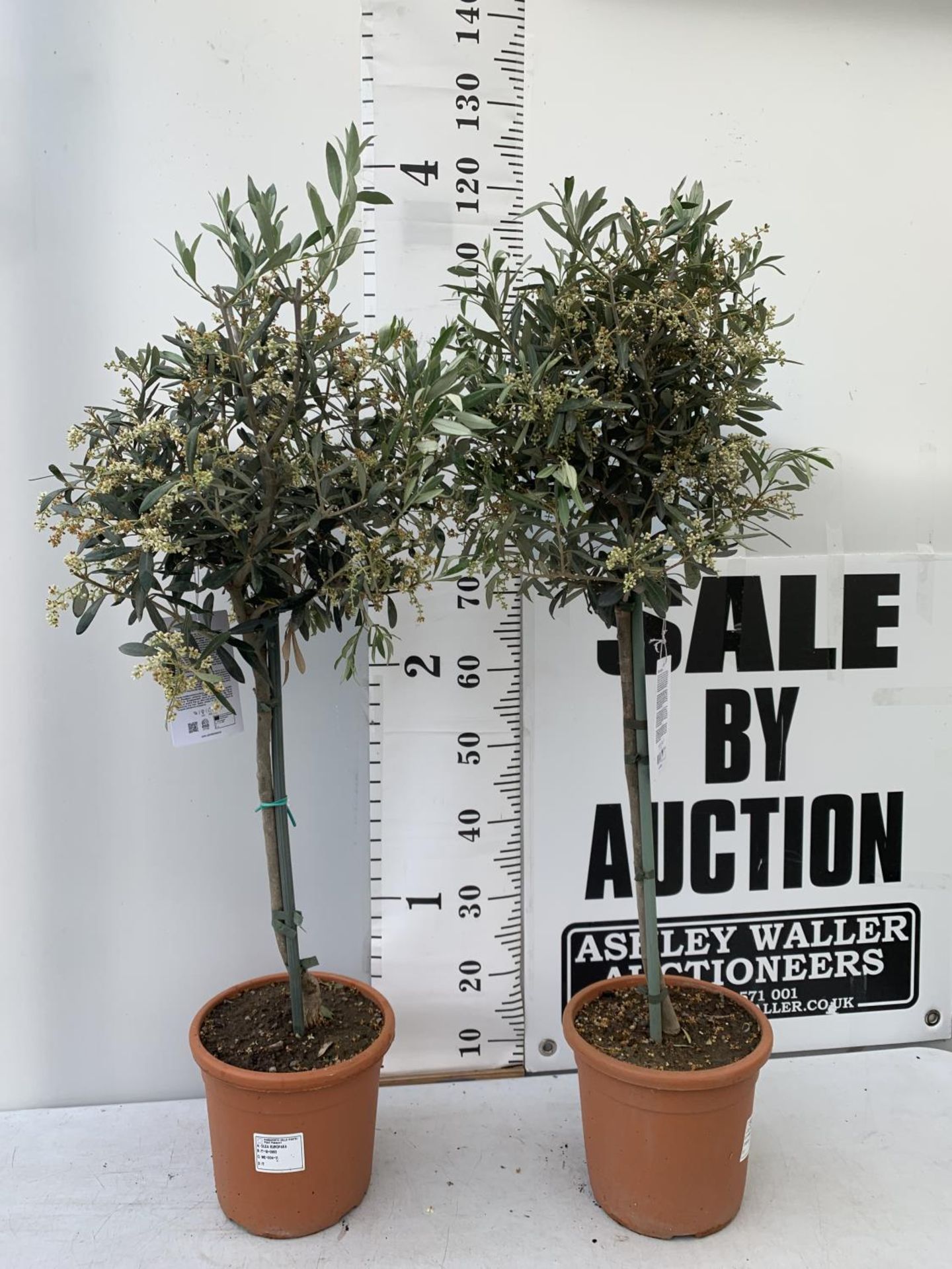 TWO OLIVE EUROPEA STANDARD TREES APPROX 110CM IN HEIGHT IN 3LTR POTS NO VAT TO BE SOLD FOR THE TWO