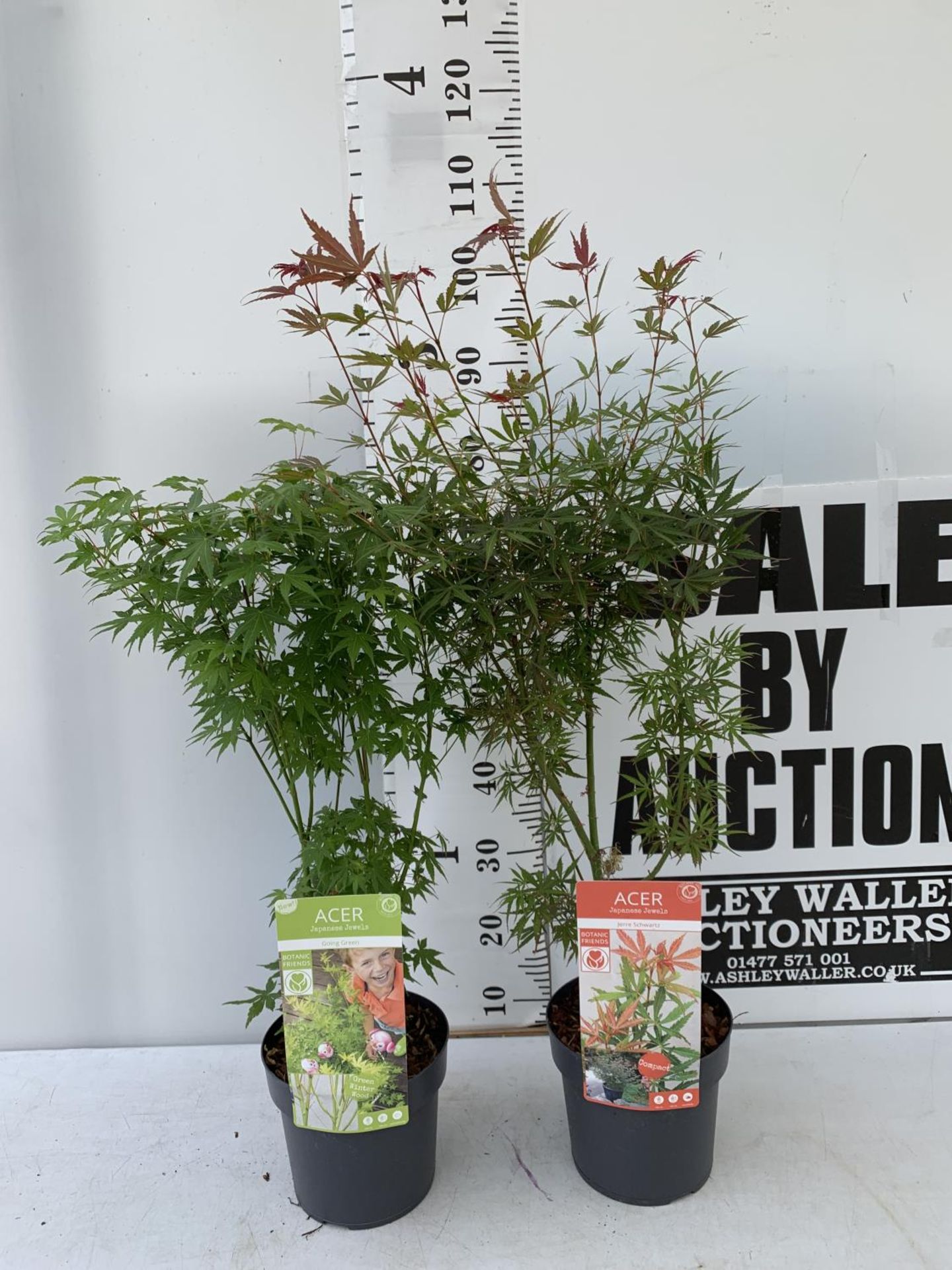 TWO ACER PALMATUM JAPANESE JEWELS IN 3 LTR POTS TO INCLUDE A JERRE SCHWARTZ AND A GOING GREEN APPROX