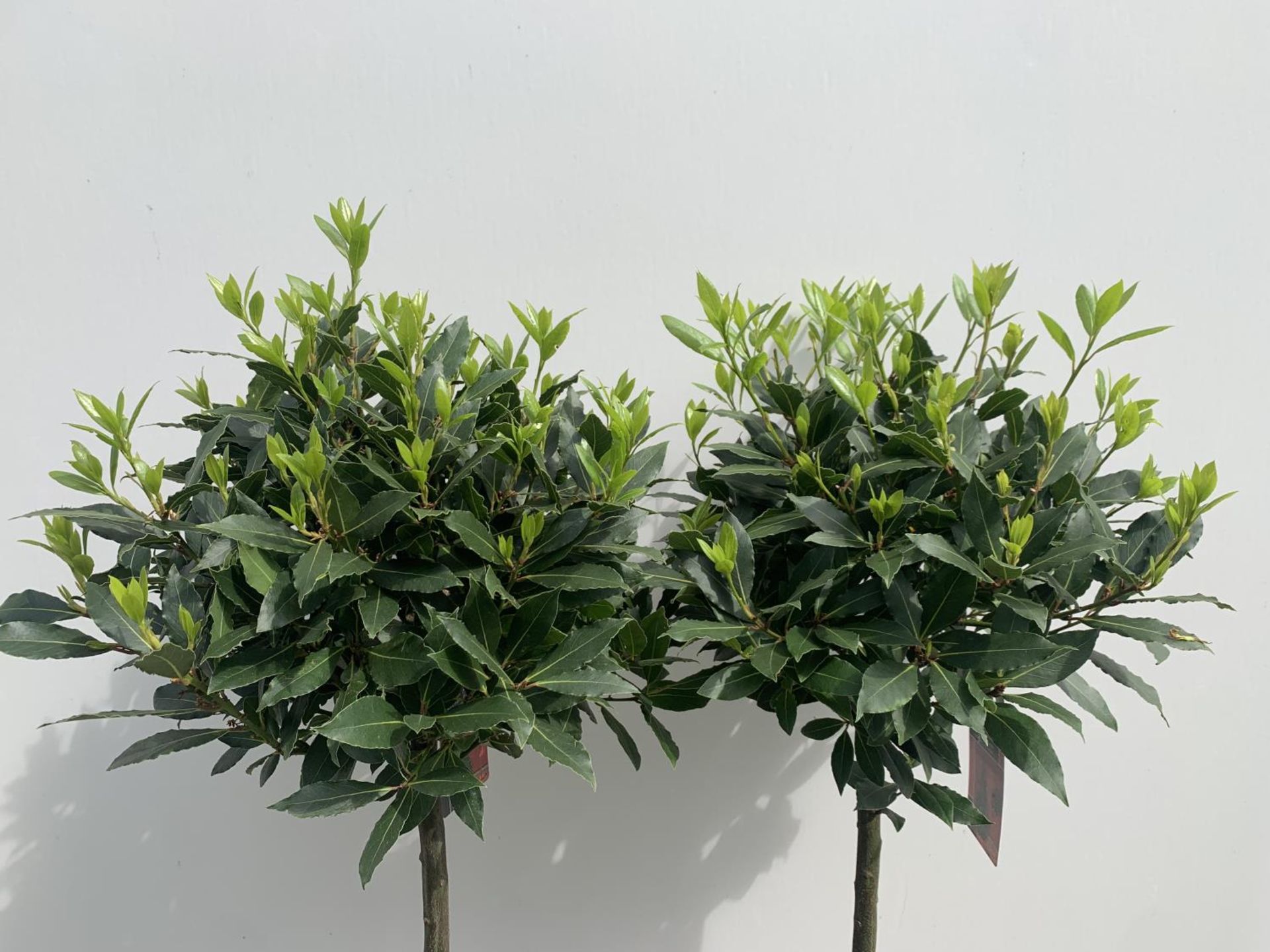 TWO STANDARD BAY TREES LAURUS NOBILIS APPROX 140CM IN HEIGHT IN 10 LTR POTS NO VAT TO BE SOLD FOR - Image 13 of 14