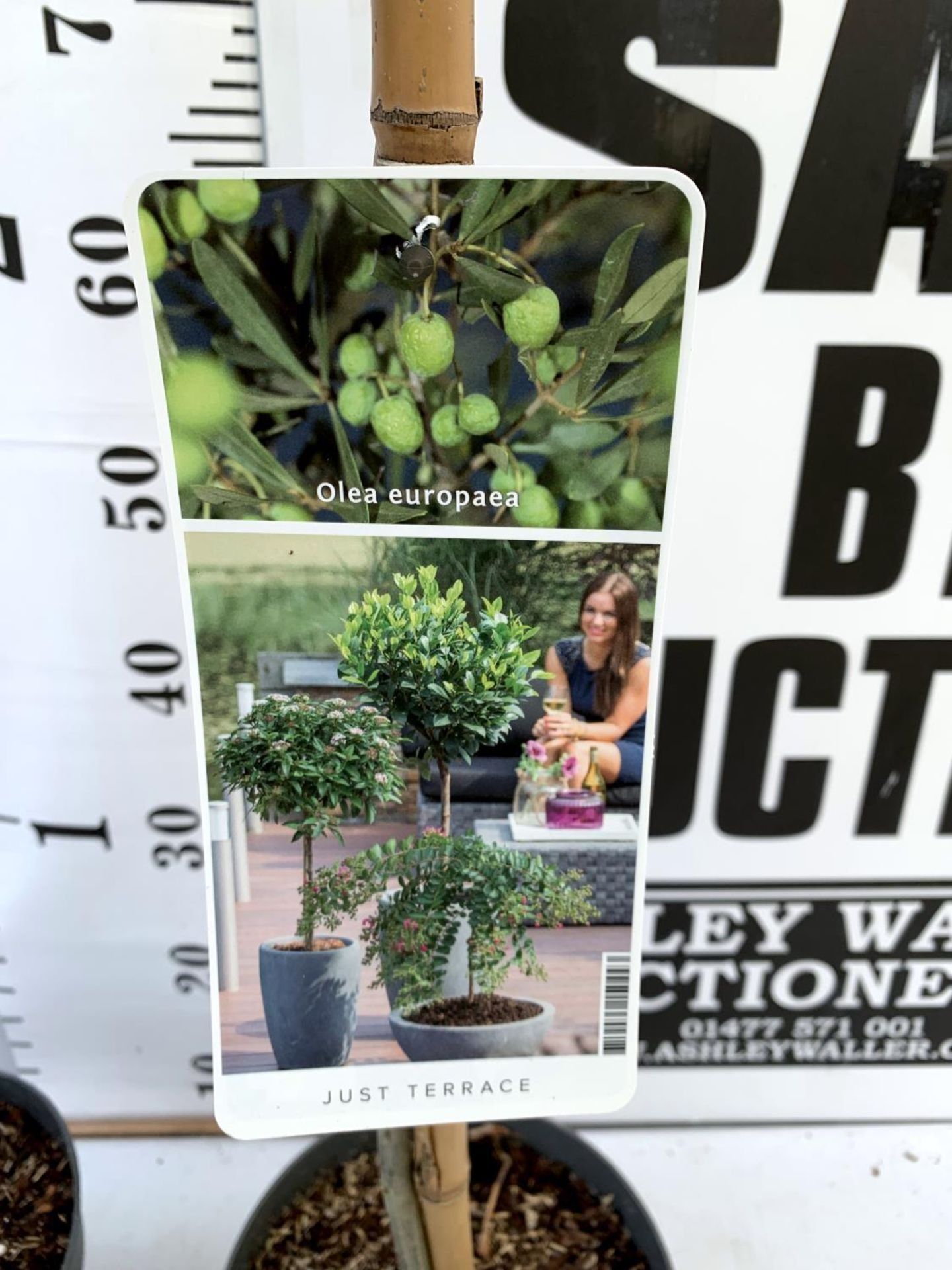 TWO OLIVE EUROPEA STANDARD TREES APPROX 120CM IN HEIGHT IN 3LTR POTS NO VAT TO BE SOLD FOR THE TWO - Image 8 of 8