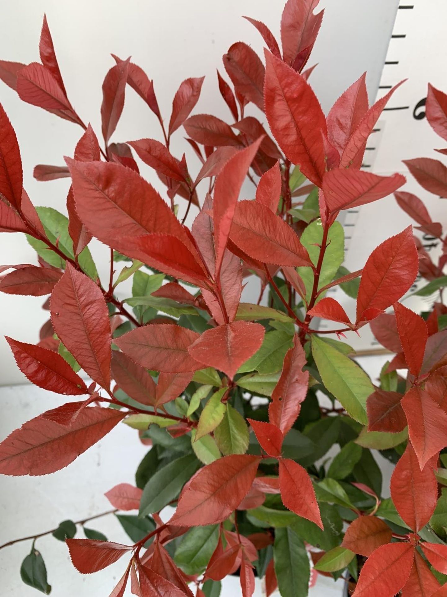 THREE PHOTINIA 'CARRE ROUGE' IN 3 LTR POTS APPROX 80CM IN HEIGHT PLUS VAT TO BE SOLD FOR THE THREE - Image 6 of 8