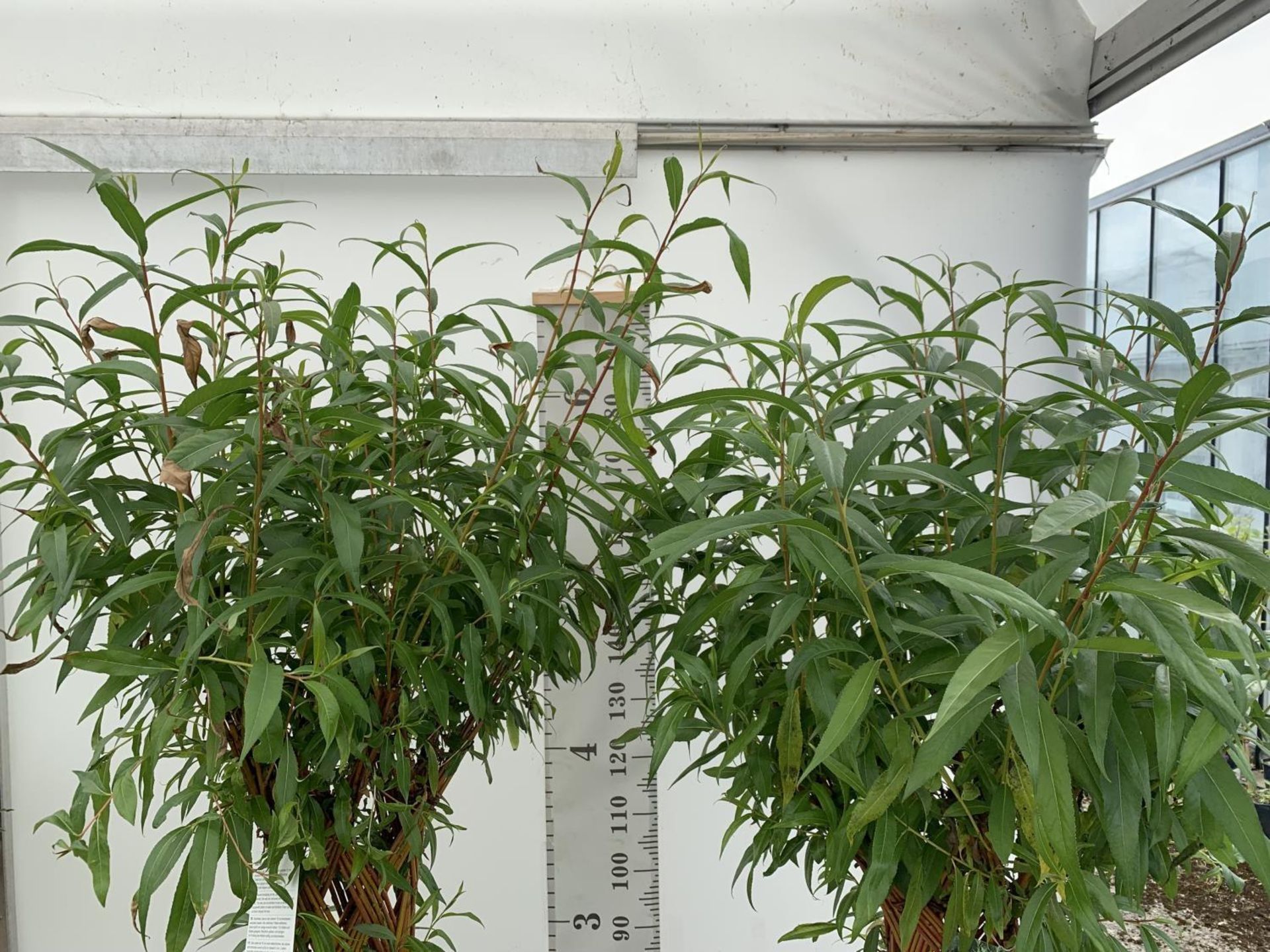 TWO SALIX LIVING WILLOW TREES IN 7.5 LTR POTS OVER 2 METRES IN HEIGHT TO BE SOLD FOR THE TWO PLUS - Image 6 of 22