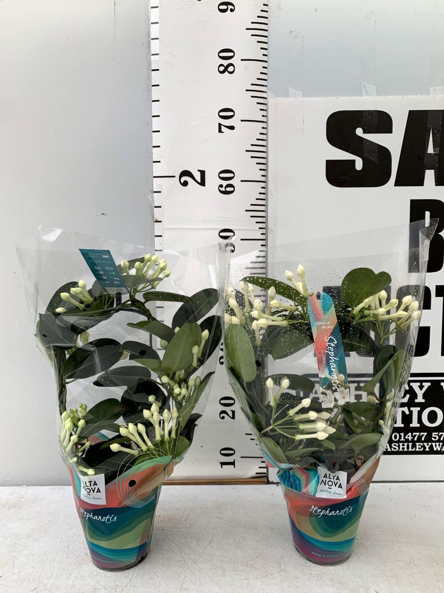 TWO STEPHANOTIS FLORIUNDA BOW GROWN ON A HOOP IN A 1 LTR POT PLUS VAT TO BE SOLD FOR THE TWO