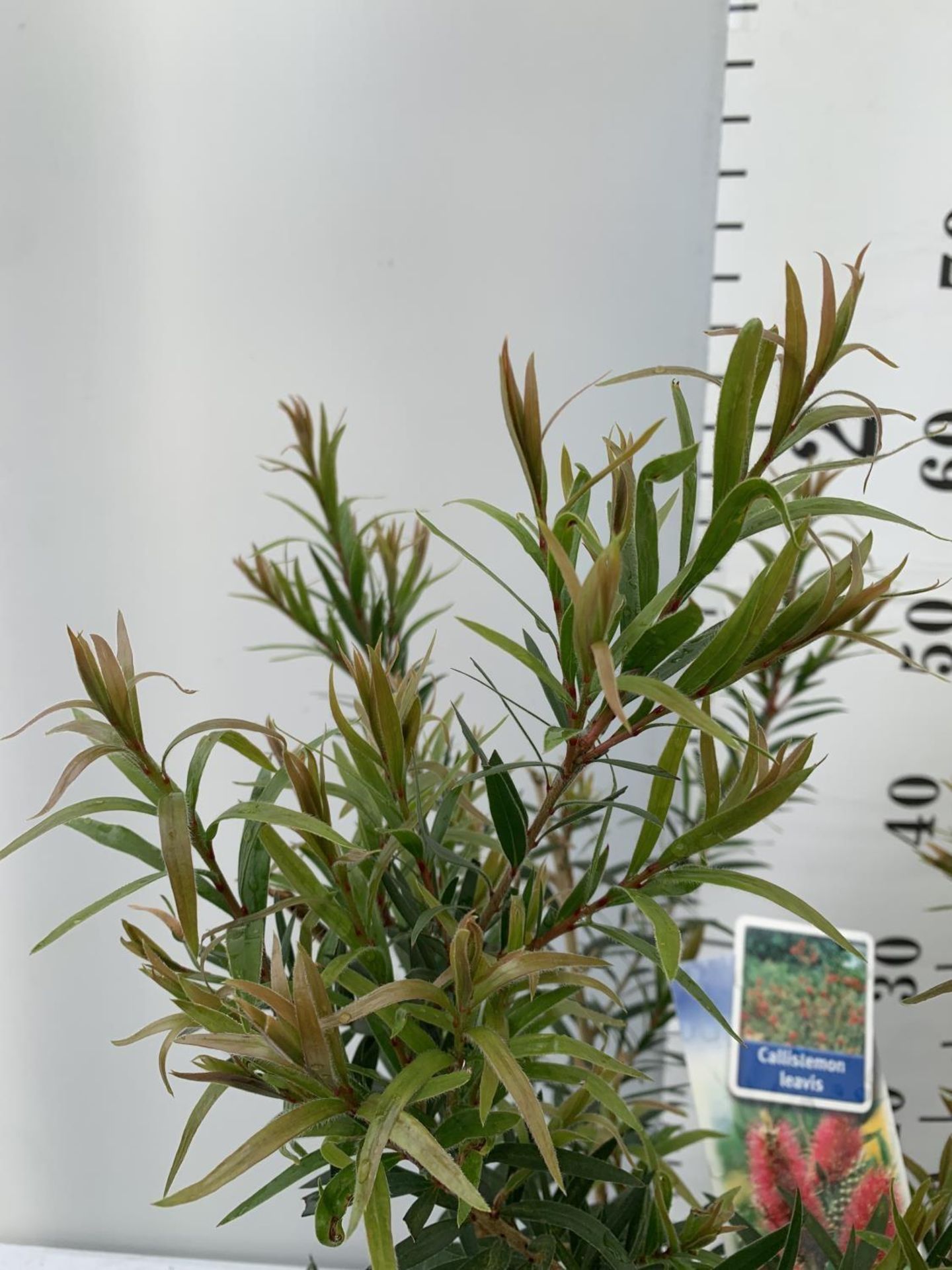 TWO CALLISTEMON LAEVIS IN 2 LTR POTS 50CM IN HEIGHT PLUS VAT TO BE SOLD FOR THE TWO - Image 6 of 6