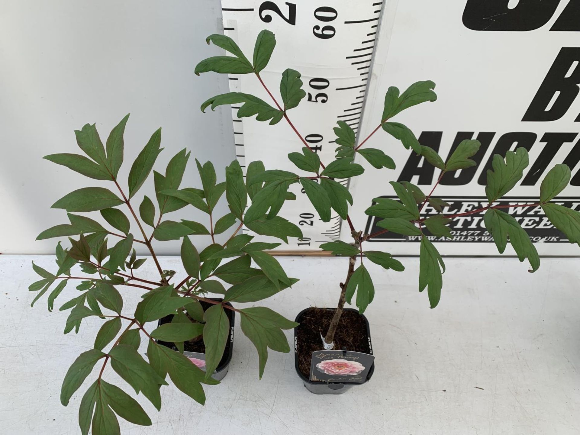 TWO JAPANESE TREE PEONIES PINK AND LIGHT PINK IN 1 LTR POTS HEIGHT 60CM PLUS VAT TO BE SOLD FOR - Image 6 of 10