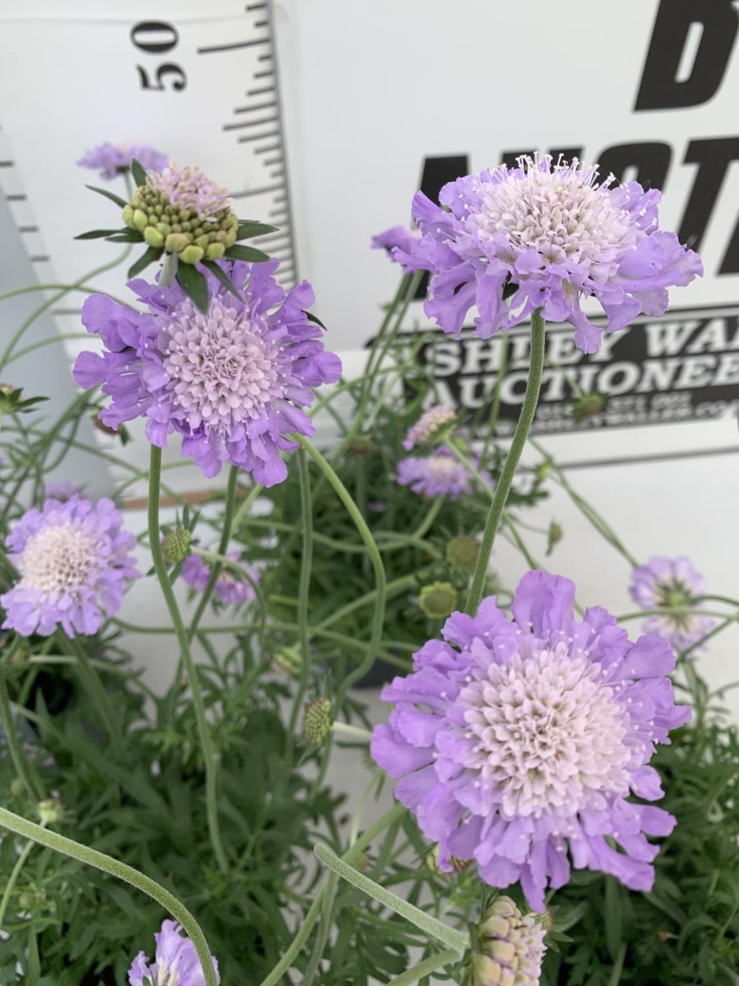 SIX SCABIOSA BUTTERFLY BLUE IN 2 LTR POTS 50-60CM TALL TO BE SOLD FOR THE SIX PLUS VAT - Image 6 of 8