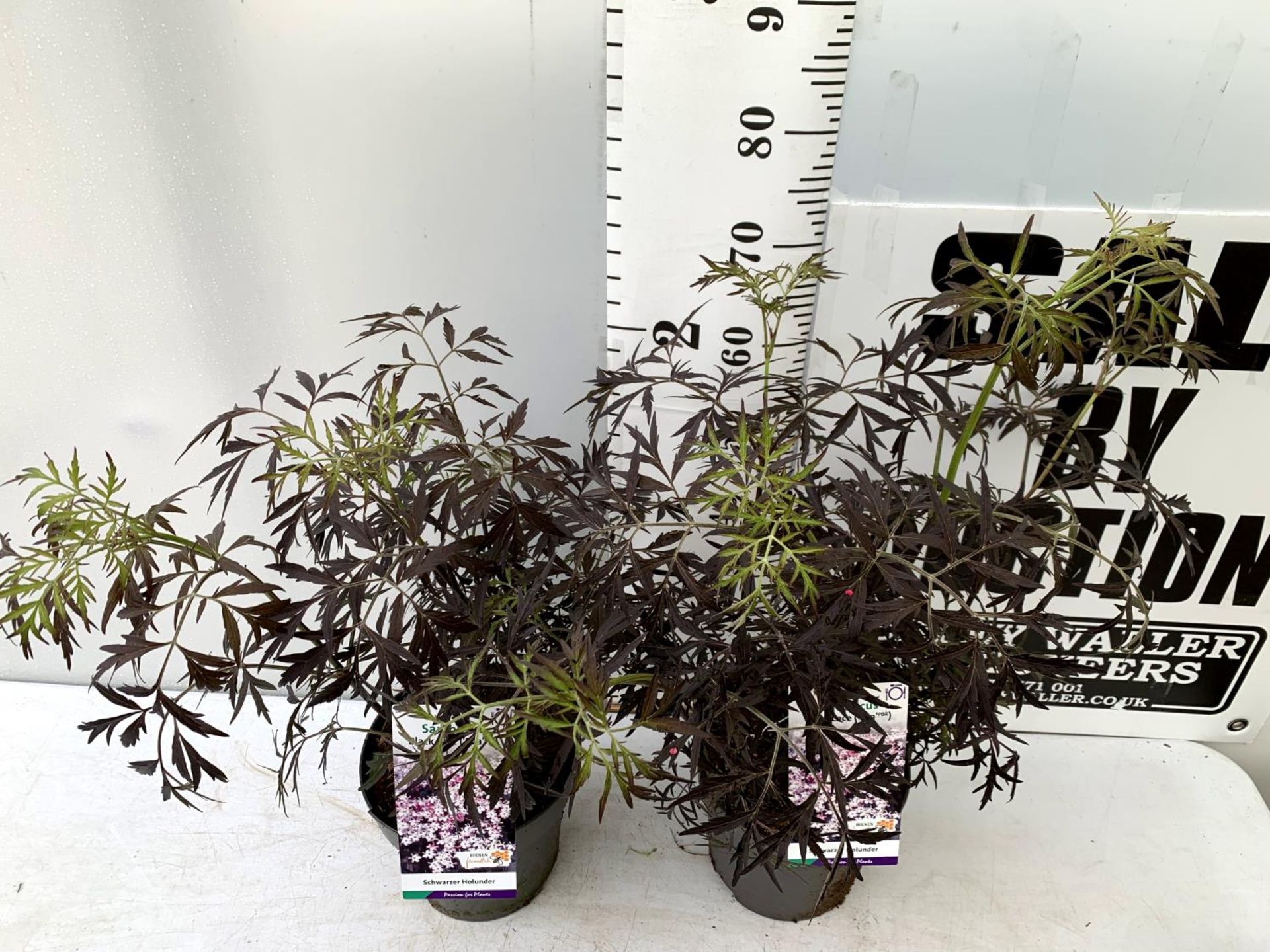 TWO SAMBUCUS NIGRA BLACK LACE 'EVA' IN 5 LTR POTS APPROX 80CM IN HEIGHT PLUS VAT TO BE SOLD FOR - Image 3 of 10