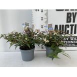 TWO LEUCOTHOE 'ROYAL RUBY' AND 'BURNING LOVE' IN 2 LTR POTS 35CM TALL PLUS VAT TO BE SOLD FOR THE