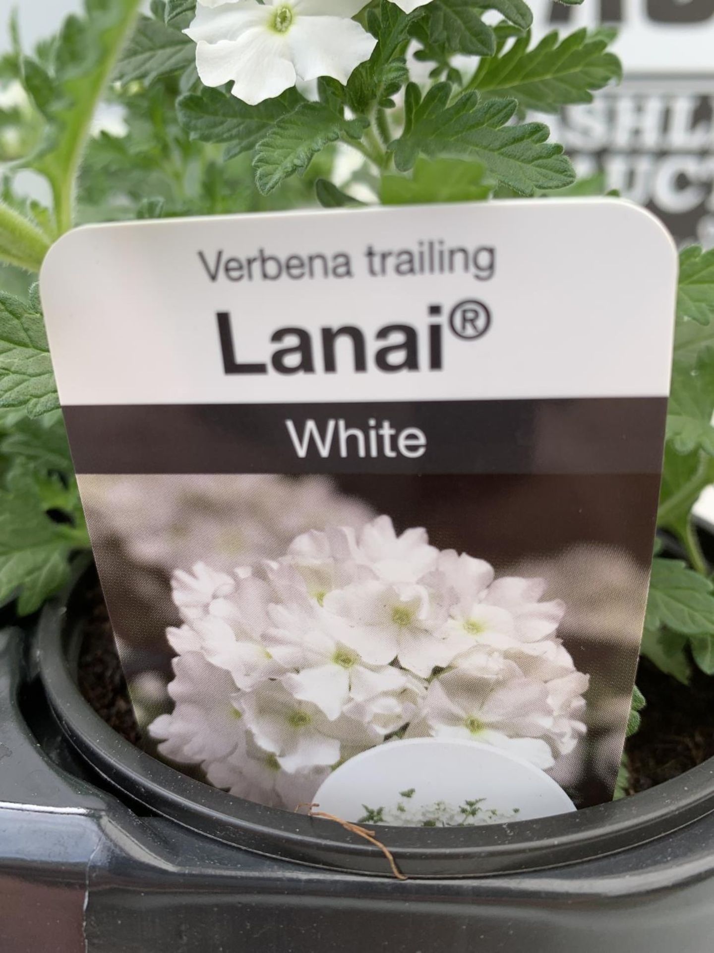 FIFTEEN TRAILING VERBENA LANAI IN WHITE BASKETS PLANTS ON A TRAY IN P9 POTS PLUS VAT TO BE SOLD - Image 4 of 4