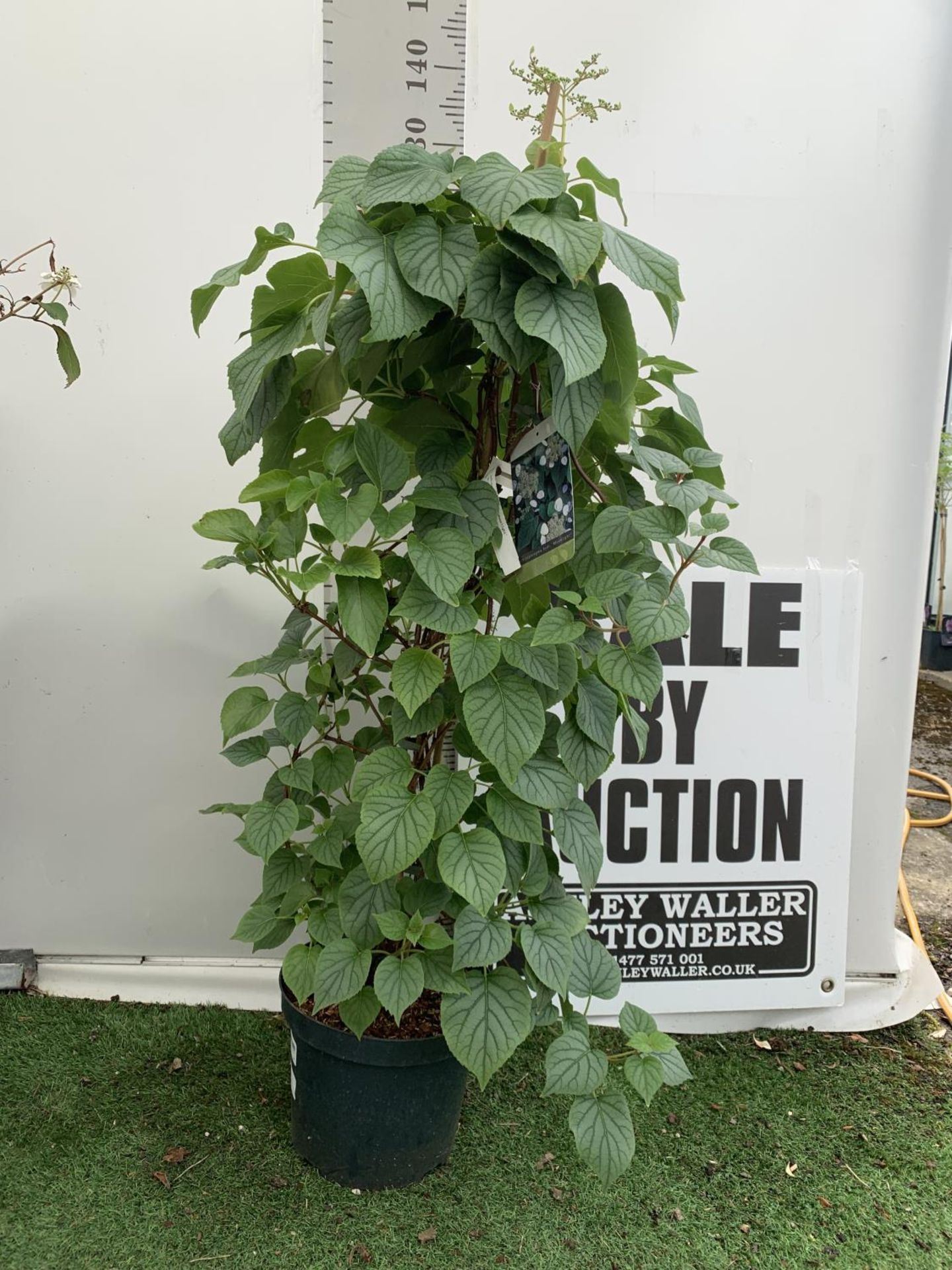 A SCHIZOPHRAGMA HYDRANGEA 'MOONLIGHT' IN A 7.5 LTR POT 130CM IN HEIGHT PLUS VAT