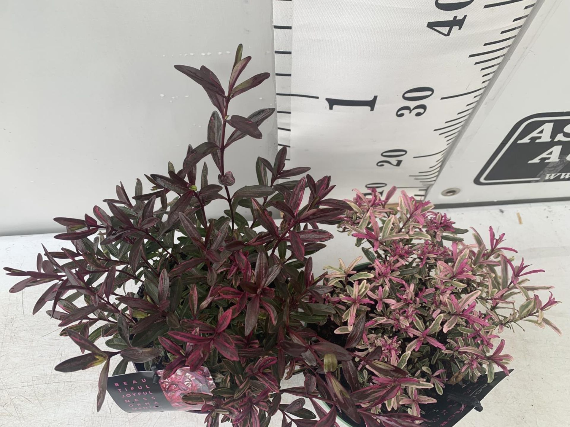 TWO HEBES WILD ROMANCE AND BLONDIE IN 2 LTR POTS HEIGHT 30CM PLUS VAT TO BE SOLD FOR THE TWO - Bild 2 aus 5