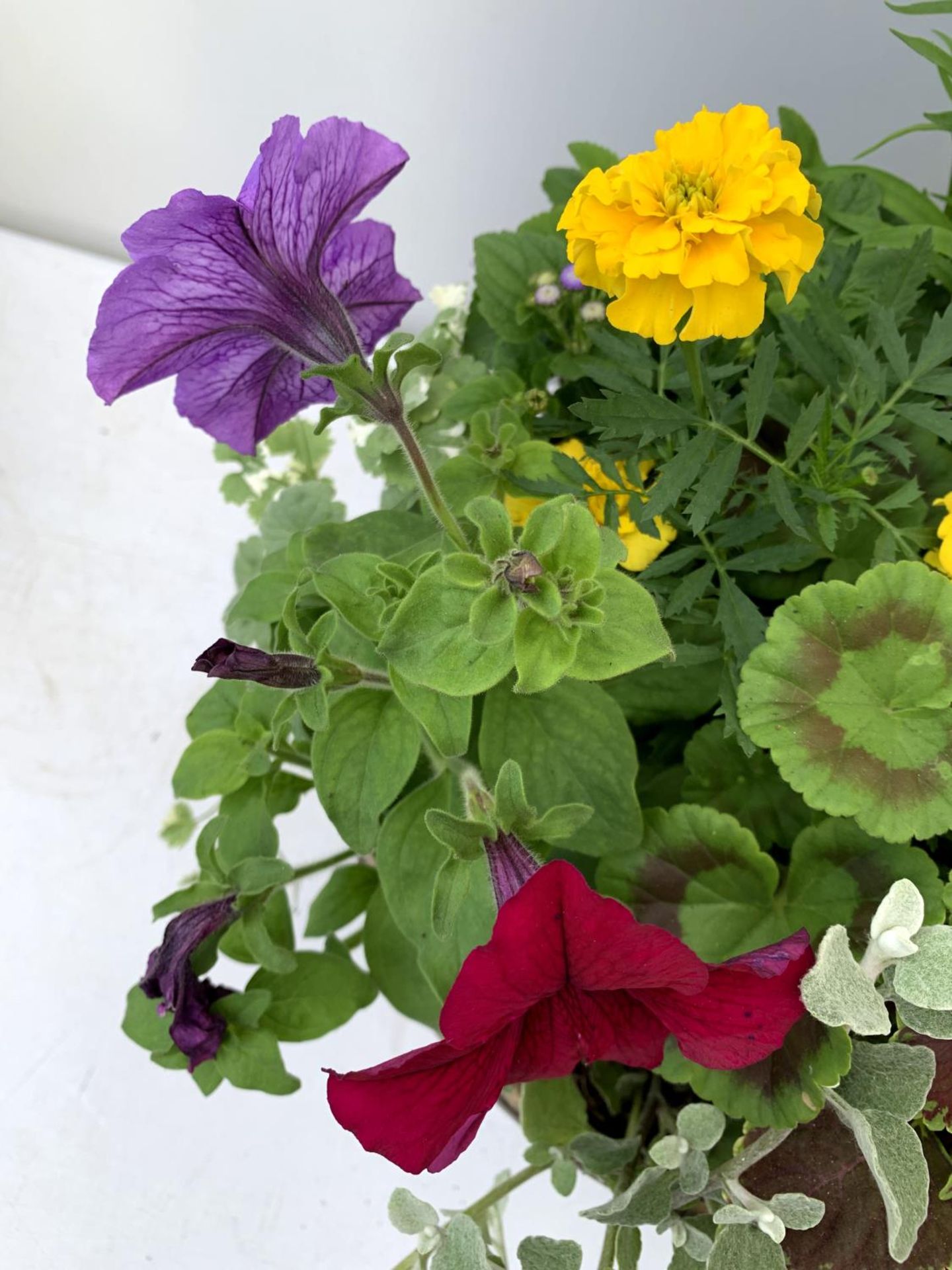 TWO LARGE TUBS PLANTED WITH VARIOUS PLANTS INC MARIGOLDS PETUNIAS FUCHSIA BACOPA ETC IN 10 LTR - Image 7 of 8