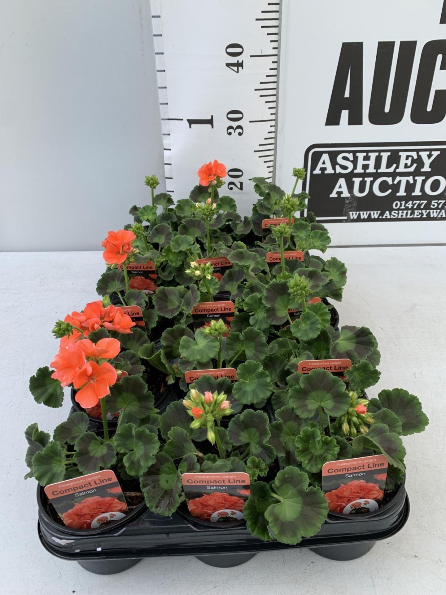 FIFTEEN PELARGONIUM UPRIGHT IN SALMON BASKET PLANTS IN P9 POTS PLUS VAT TO BE SOLD FOR THE FIFTEEN