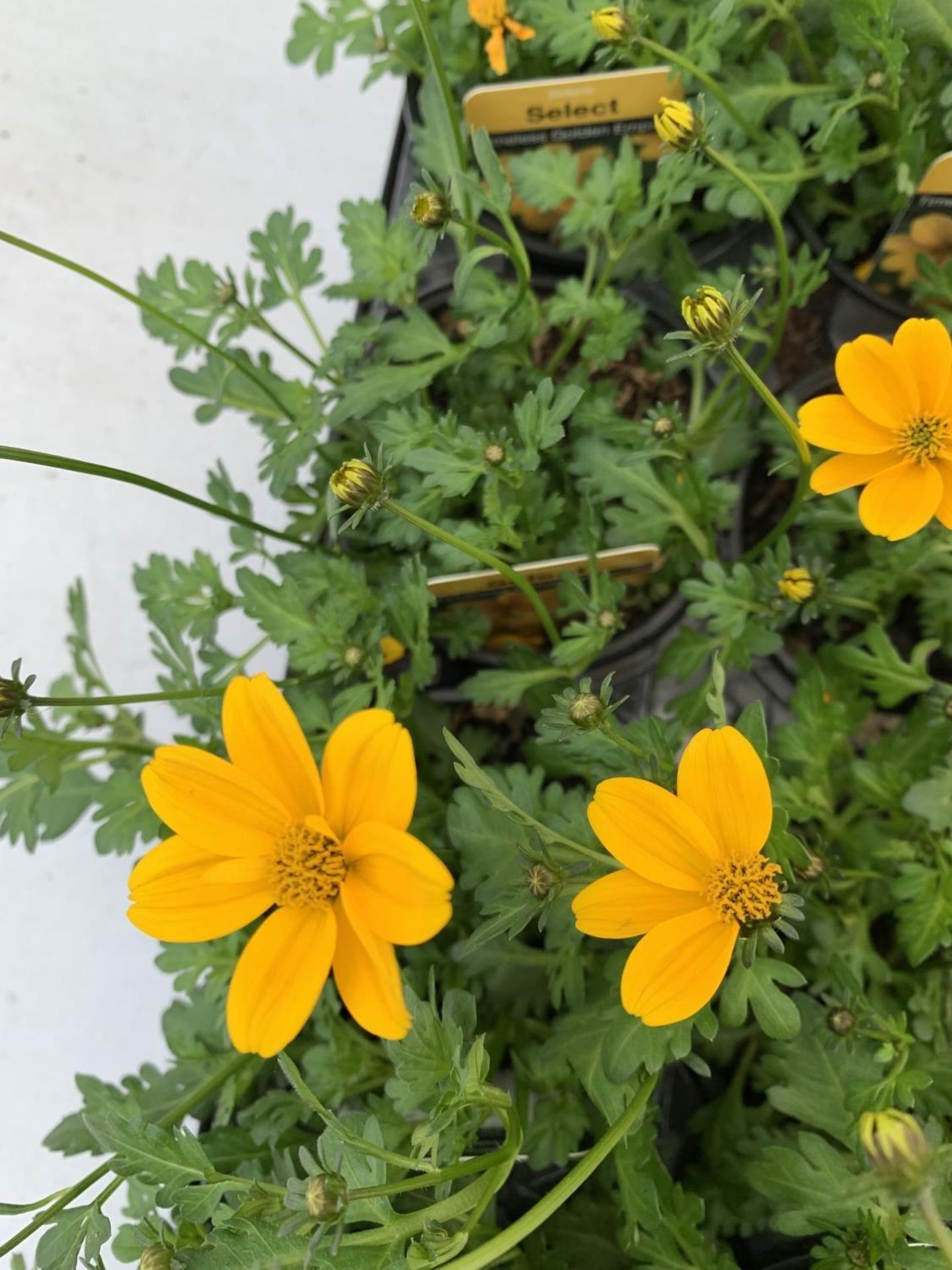 FIFTEEN BIDENS SELECT TIMELESS GOLDEN EMPIRE AND ETERNAL FLAME BASKET PLANTS IN P9 POTS PLUS VAT - Image 6 of 6