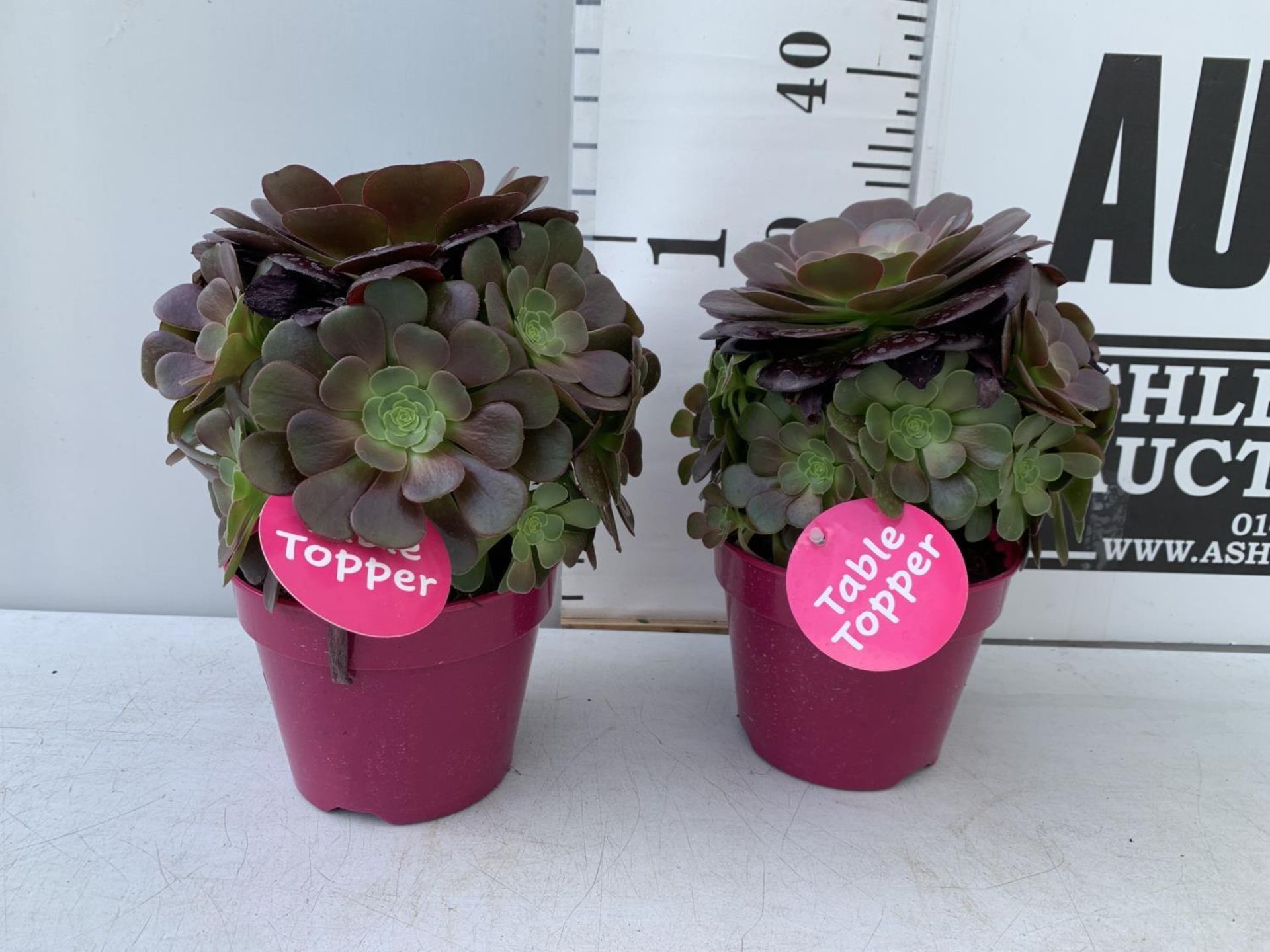 TWO AEONIUM ARBOREUM VELOURS IN 1 LTR POTS 30CM IN HEIGHT PLUS VAT TO BE SOLD FOR THE TWO - Image 2 of 10
