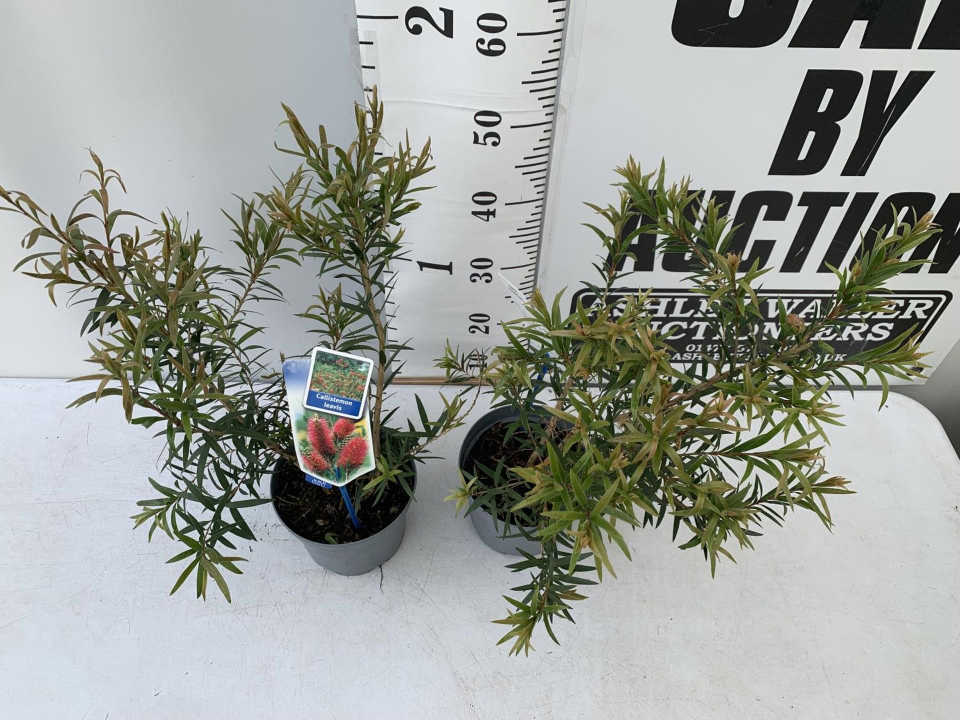 TWO CALLISTEMON LAEVIS IN 2 LTR POTS 50CM IN HEIGHT PLUS VAT TO BE SOLD FOR THE TWO - Image 3 of 8