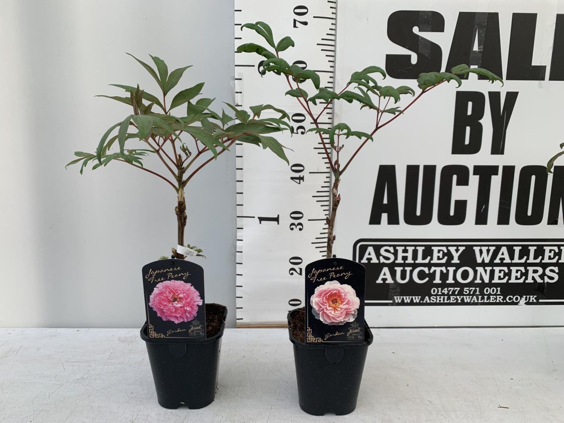 TWO JAPANESE TREE PEONIES PINK AND LIGHT PINK IN 1 LTR POTS HEIGHT 60CM PLUS VAT TO BE SOLD FOR - Image 2 of 10