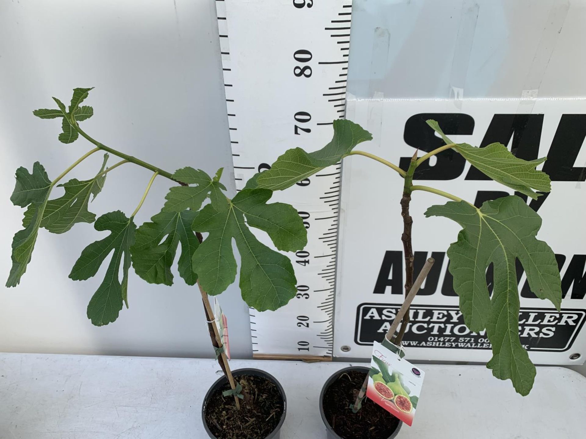 TWO FIG FICUS CARICA IN 2 LTR POTS APPROX 80CM IN HEIGHT NO VAT TO BE SOLD FOR THE TWO - Image 3 of 8