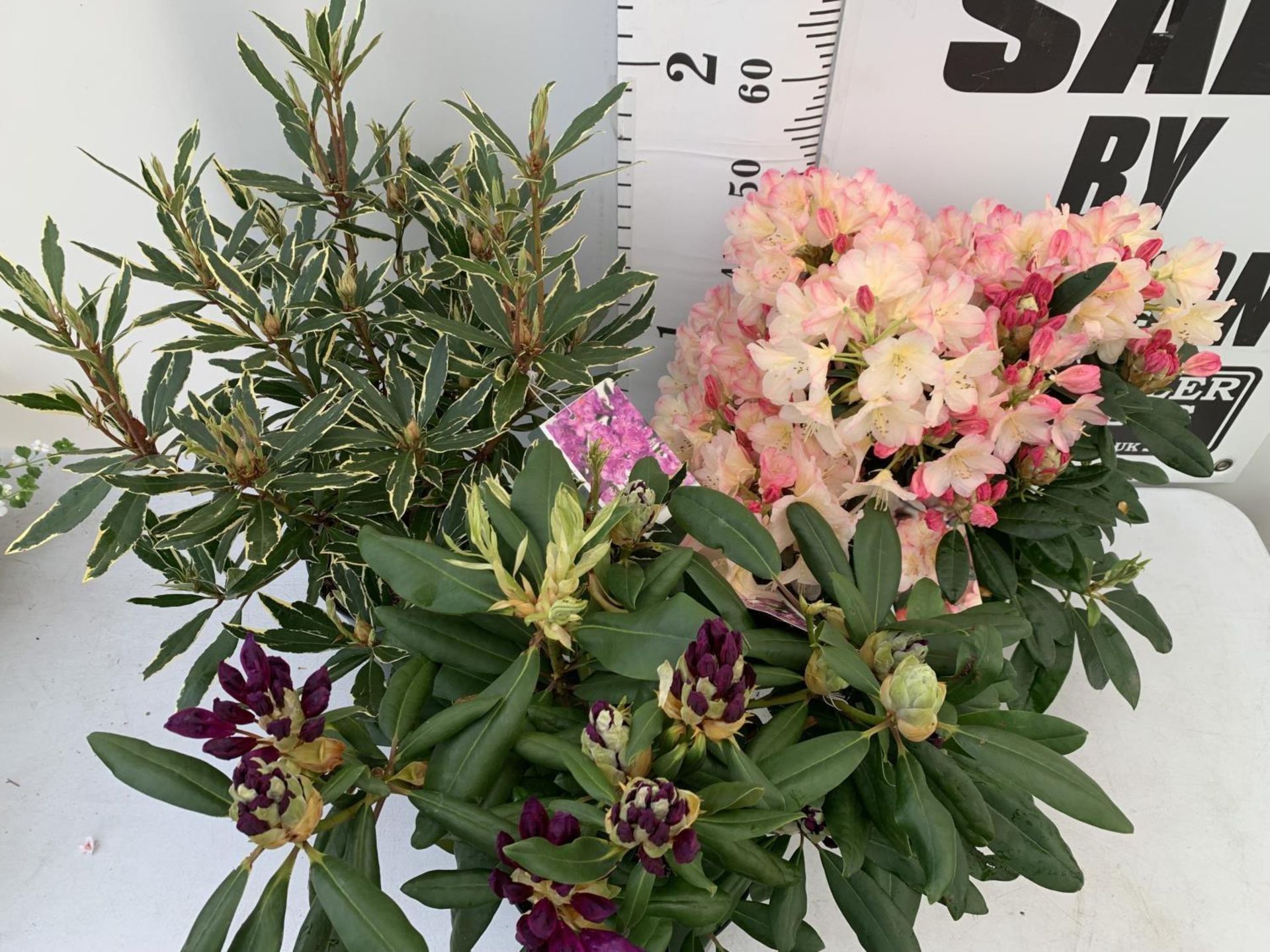 THREE RHODODENDRONS 'MARCEL MENARD' PONTICUM VARIEGATUM AND 'PERCY WISEMAN' IN 5 LTR POTS APPROX - Image 6 of 16