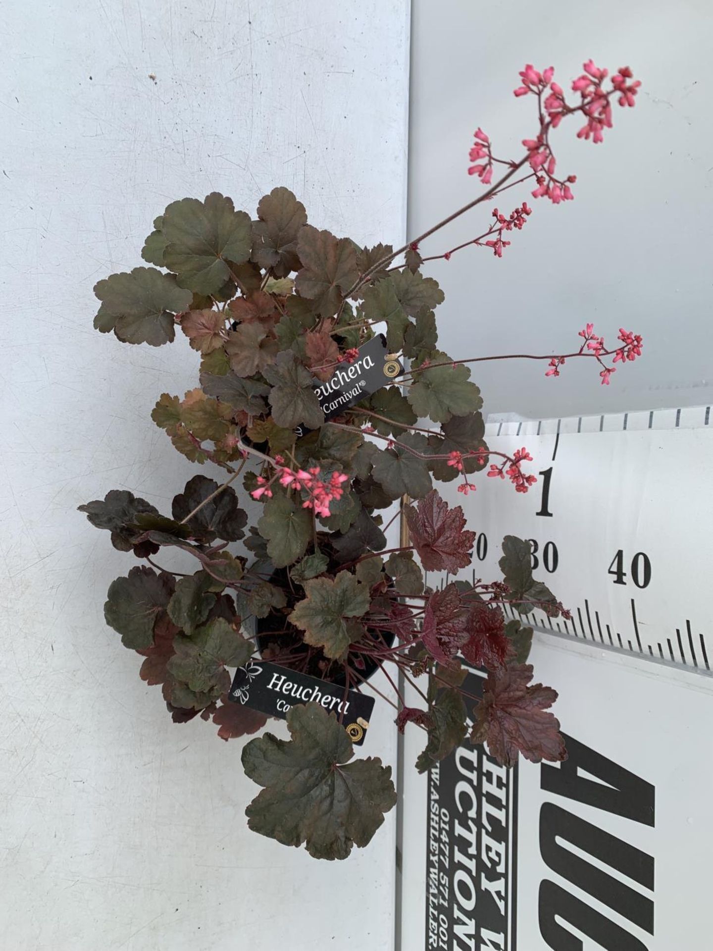 TWO PURPLE HEUCHERA 'CARNIVAL' IN 2 LTR POTS APPROX 40CM IN HEIGHT PLUS VAT TO BE SOLD FOR THE TWO - Image 4 of 8