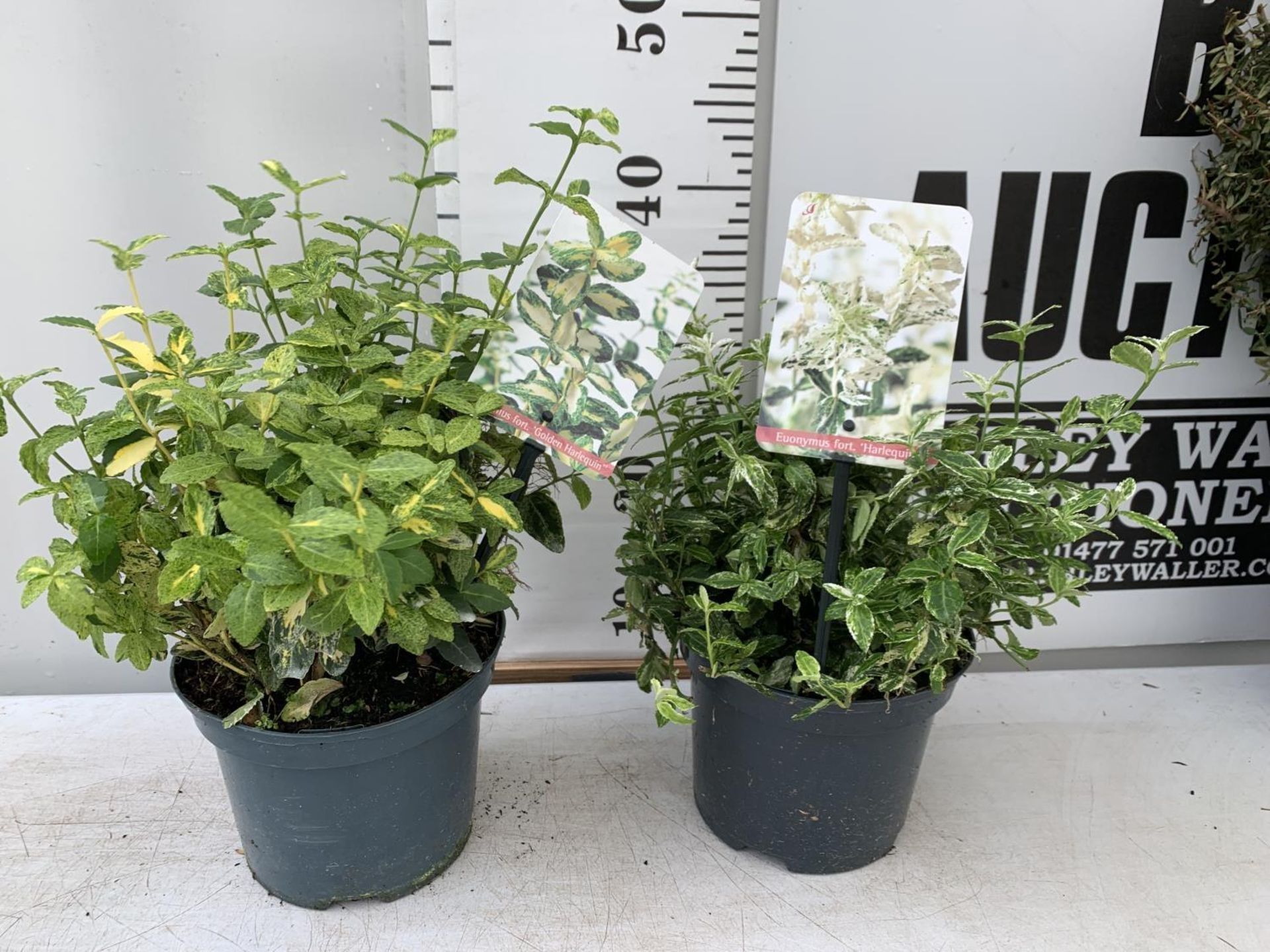 TWO EUONYMUS FORTUNA 'HARLEQUIN' AND 'GOLDEN HARLEQUIN' IN 2 LTR POTS APPROX 40CM IN HEIGHT PLUS VAT