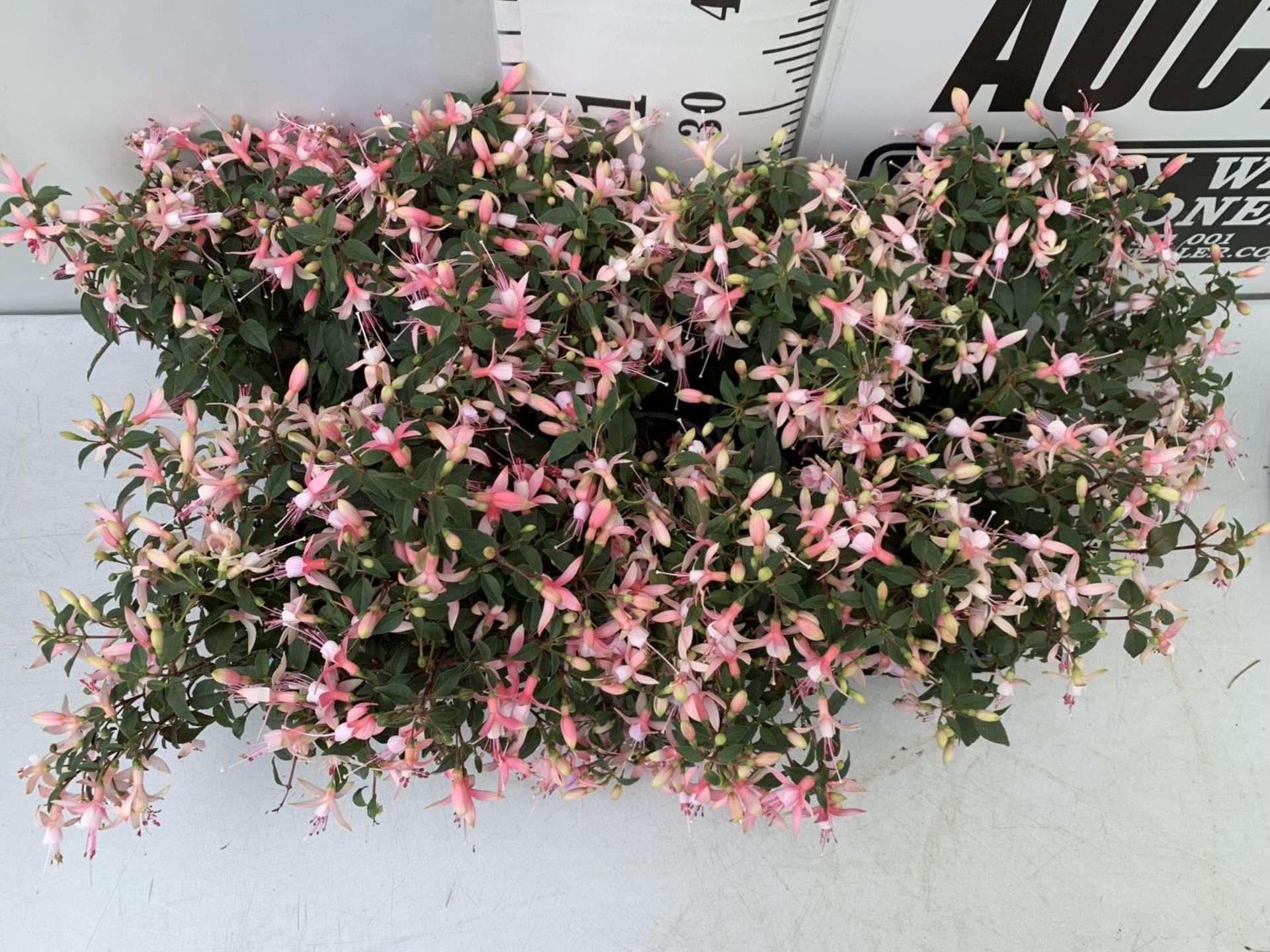 NINE FUCHSIA BELLA IN 20CM POTS 20-30CM TALL TO BE SOLD FOR THE NINE PLUS VAT - Image 3 of 6