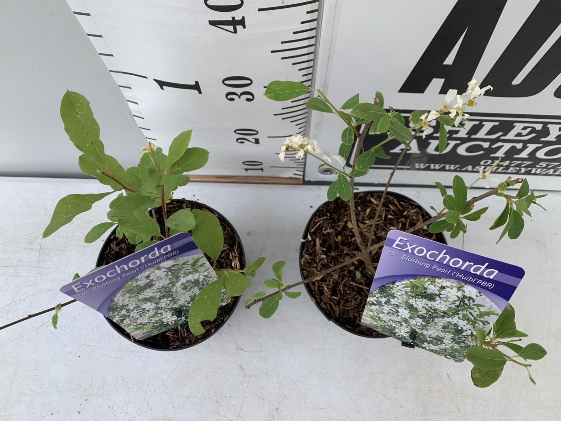 TWO EXOCHORDA BLUSHING PEARL IN 2 LTR POTS 40CM TALL PLUS VAT TO BE SOLD FOR THE TWO - Image 2 of 4