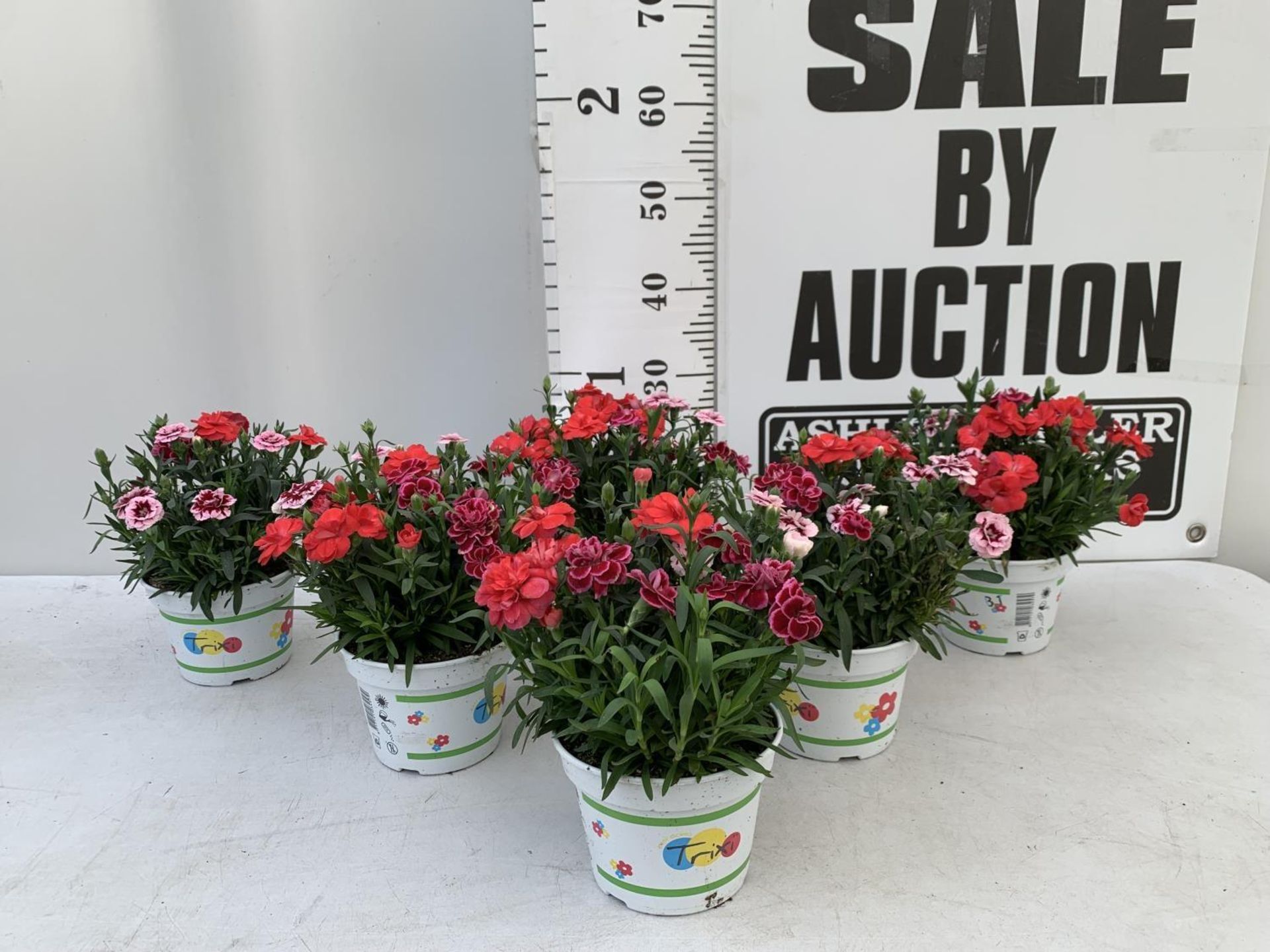 SIX POTS OF DIANTHUS TRIO MIXED WITH THREE VARIETIES IN EACH POT SIZE P15 HEIGHT 30CM TO BE SOLD FOR - Image 2 of 8