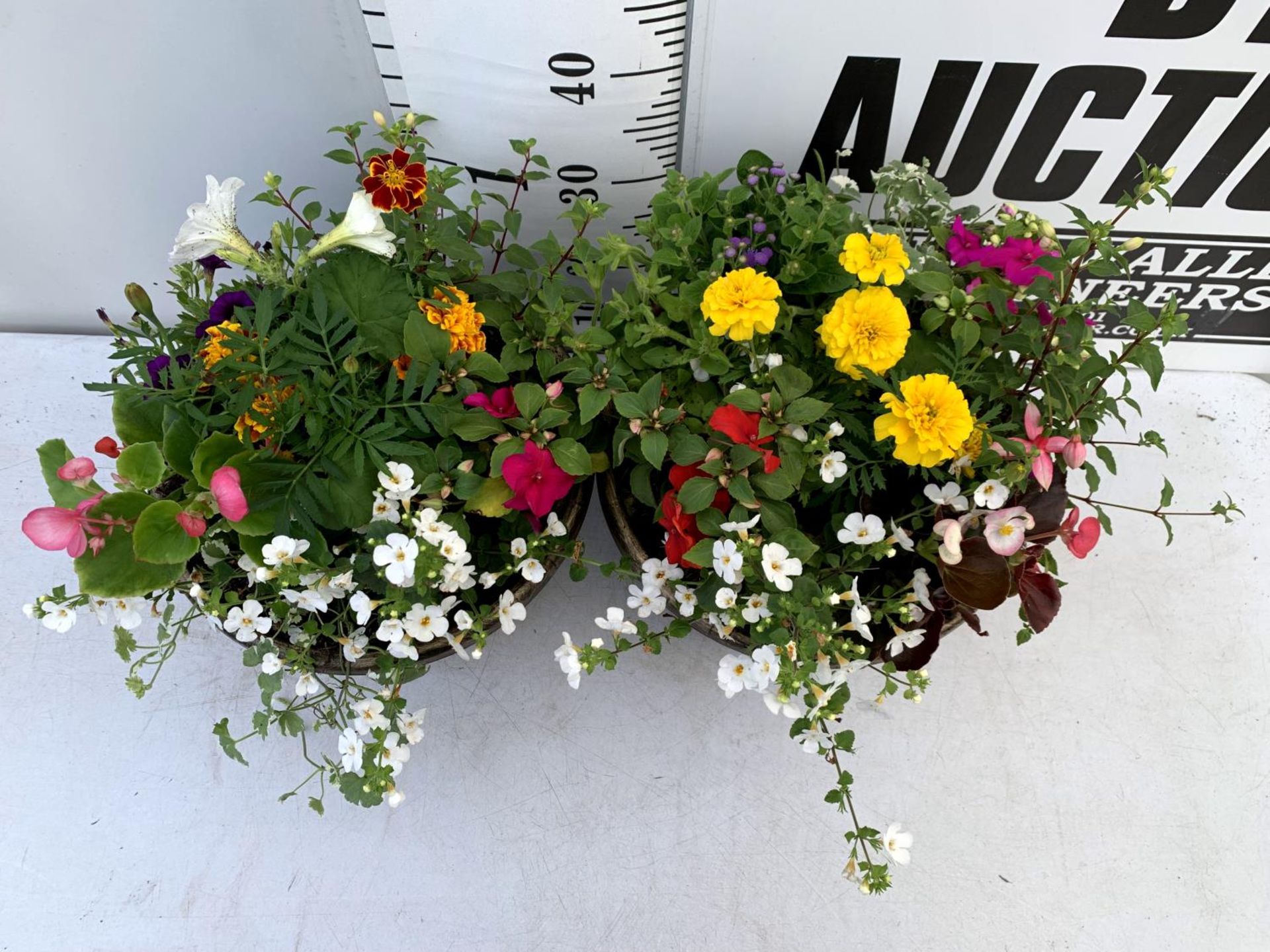 TWO LARGE TUBS PLANTED WITH VARIOUS PLANTS INC MARIGOLDS PETUNIAS FUCHSIA BACOPA ETC IN 10 LTR - Image 3 of 8