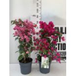 TWO BOUGAINVILLEA SANDERINA PINK AND DARK PINK ON A PYRAMID FRAME, 3 LTR POTS HEIGHT 70-80CM.