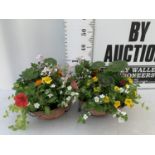 TWO WICKER HANGING BASKETS WITH MIXED BEDDING AND TRAILING PLANTS TO INCLUDE PETUNIA, MARIGOLD,