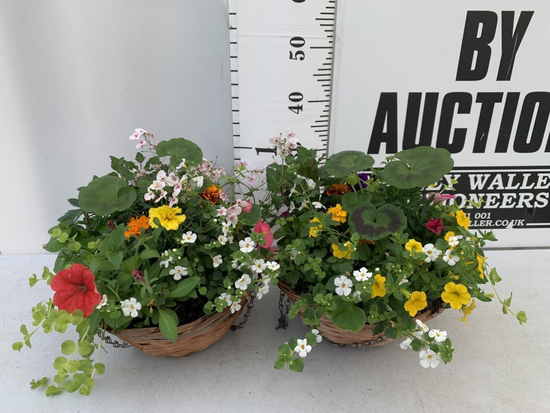 TWO WICKER HANGING BASKETS WITH MIXED BEDDING AND TRAILING PLANTS TO INCLUDE PETUNIA, MARIGOLD,