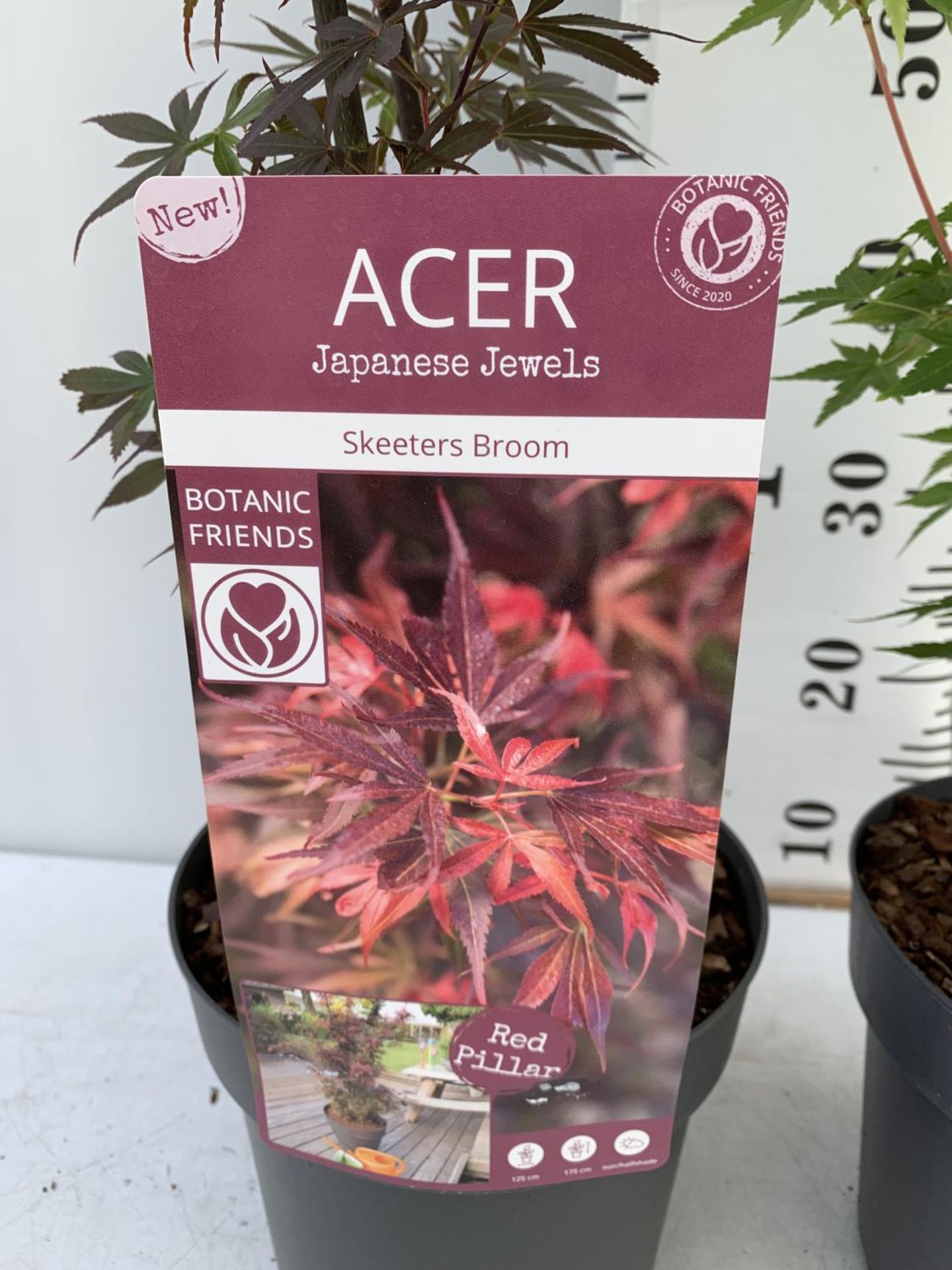 TWO ACER PALMATUM JAPANESE JEWELS IN 3 LTR POTS TO INCLUDE A BI HOO AND A SKETTERS BROOM OVER 1 - Image 9 of 10
