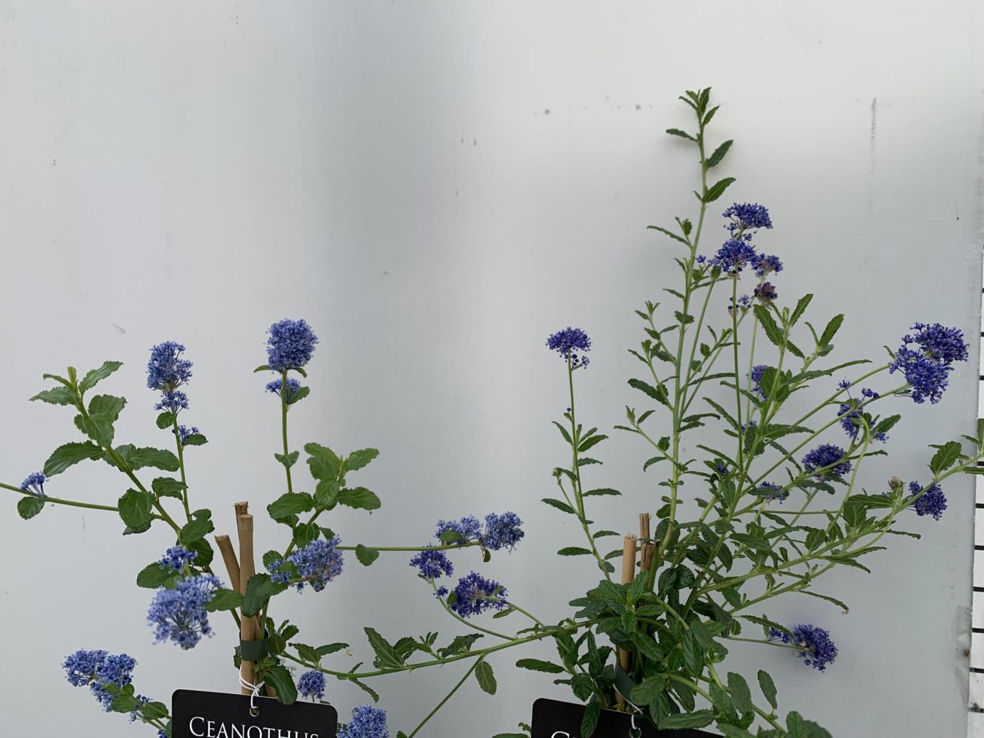 TWO CEANOTHUS 'CONCHA' AND 'SPRING PARTY' ON A PYRAMID FRAME IN FLOWER IN 2 LTR POTS WITH CARD - Image 5 of 10