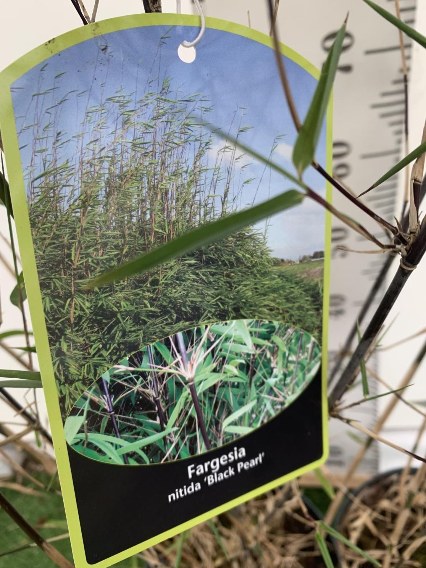 TWO BAMBOO FARGESIA NITIDA 'BLACK PEARL' APPROX 190CM IN HEIGHT IN 5 LTR POTS PLUS VAT TO BE SOLD - Image 10 of 10