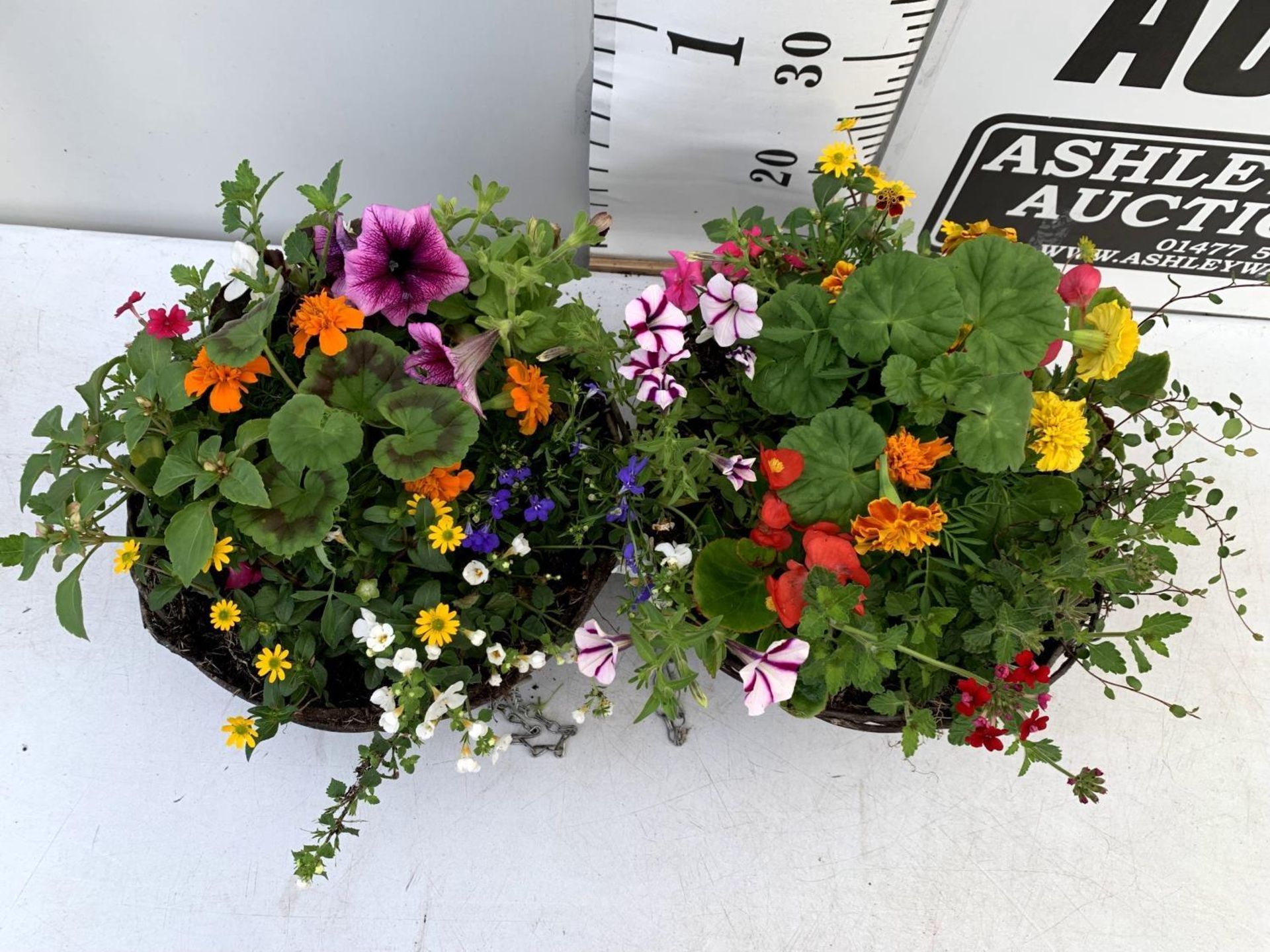 TWO WICKER HANGING BASKETS PLANTED WITH VARIOUS BASKET PLANTS INCLUDING MARIGOLD PETUNIA VERBENA - Image 6 of 10