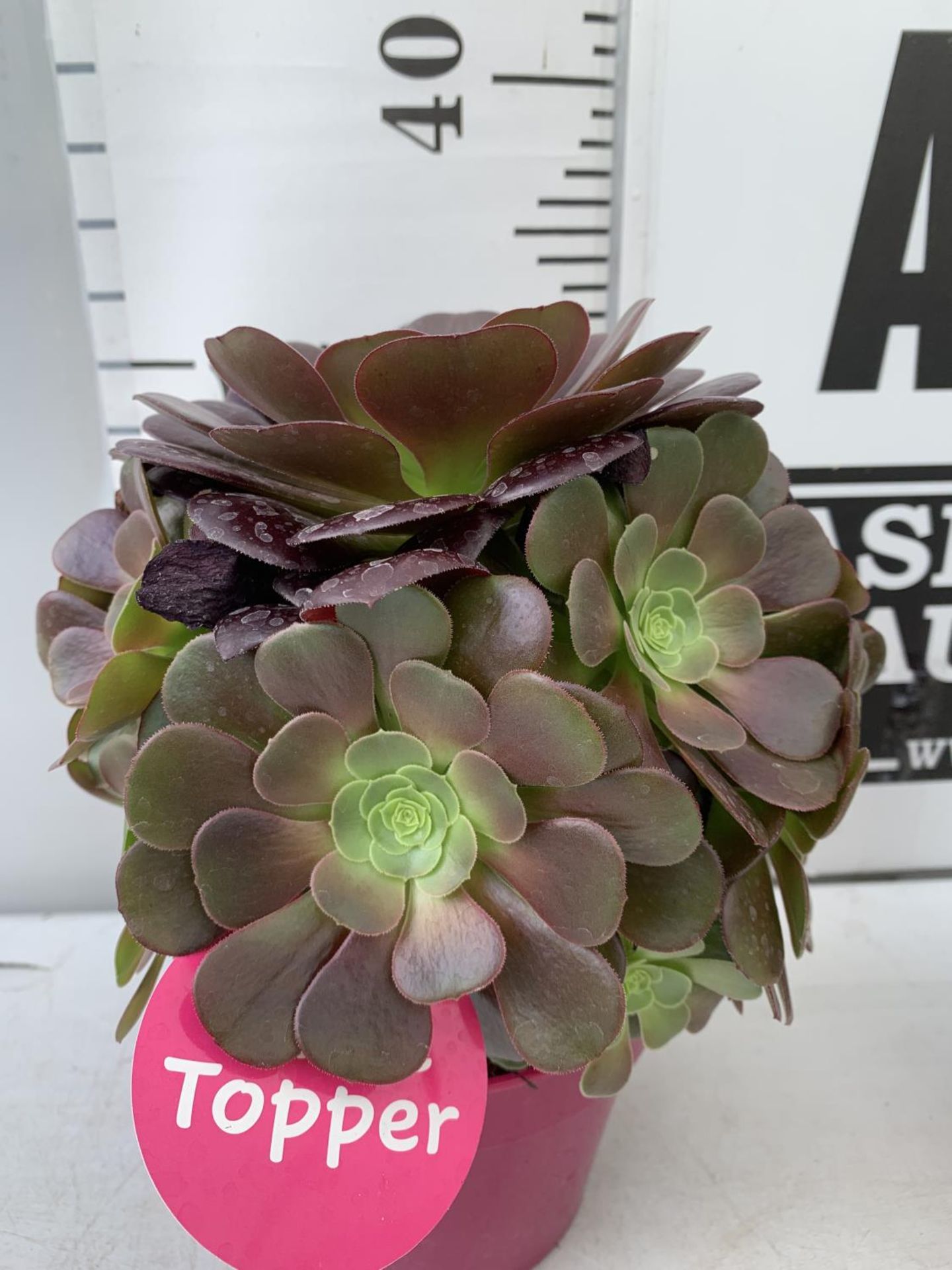 TWO AEONIUM ARBOREUM VELOURS IN 1 LTR POTS 30CM IN HEIGHT PLUS VAT TO BE SOLD FOR THE TWO - Image 9 of 10