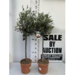 TWO OLIVE EUROPEA STANDARD TREES APPROX 120CM IN HEIGHT IN 3LTR POTS NO VAT TO BE SOLD FOR THE TWO