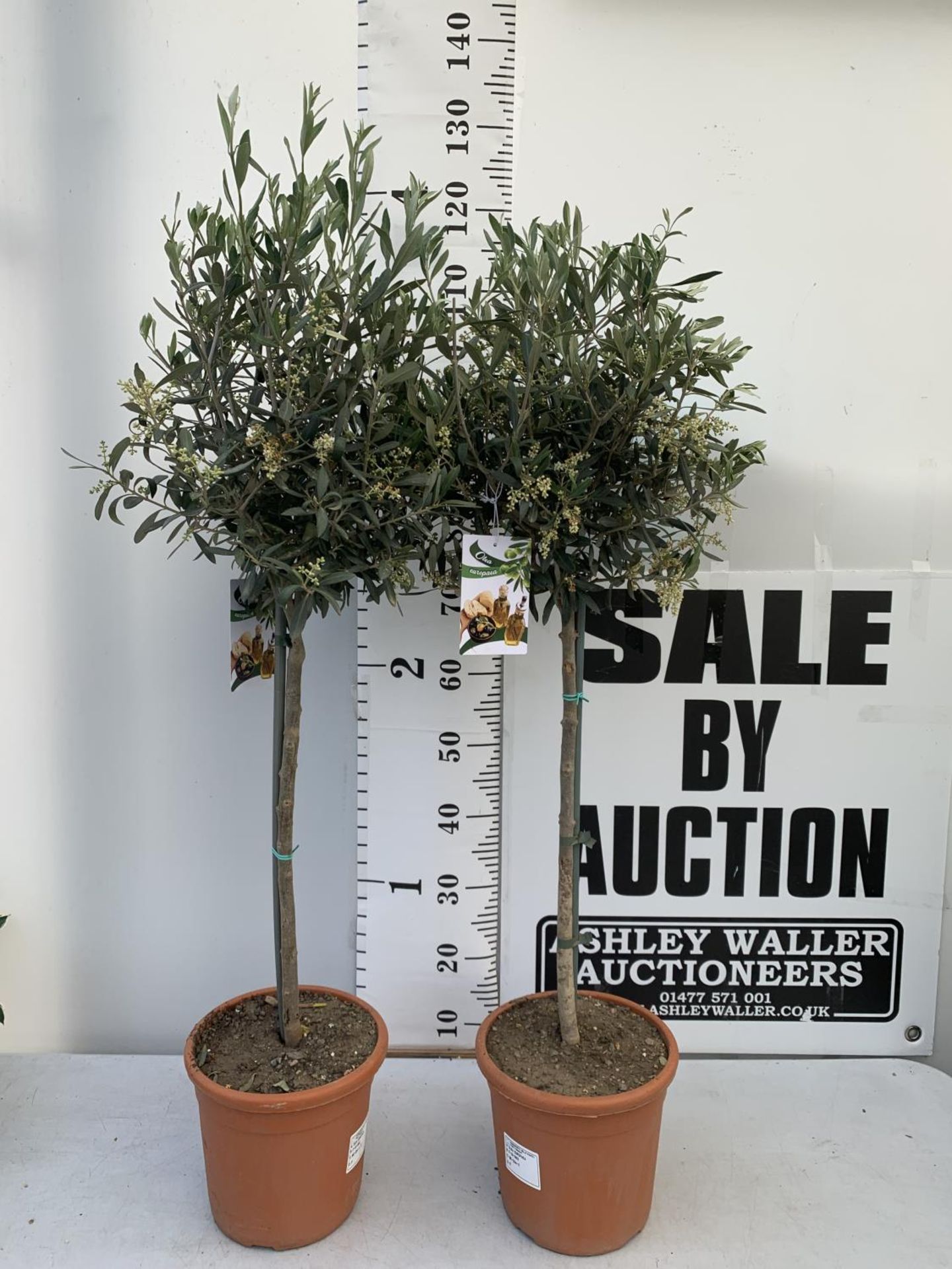 TWO OLIVE EUROPEA STANDARD TREES APPROX 120CM IN HEIGHT IN 3LTR POTS NO VAT TO BE SOLD FOR THE TWO