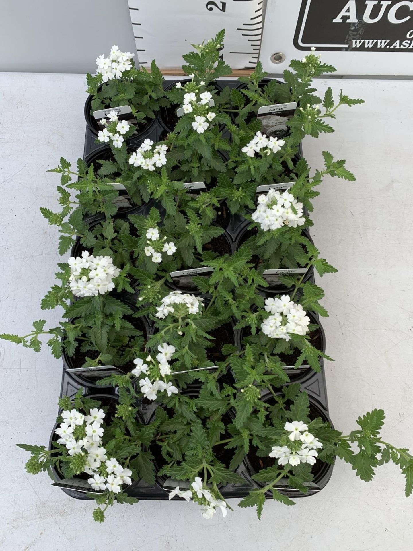 FIFTEEN TRAILING VERBENA LANAI IN WHITE BASKETS PLANTS ON A TRAY IN P9 POTS PLUS VAT TO BE SOLD - Image 2 of 4