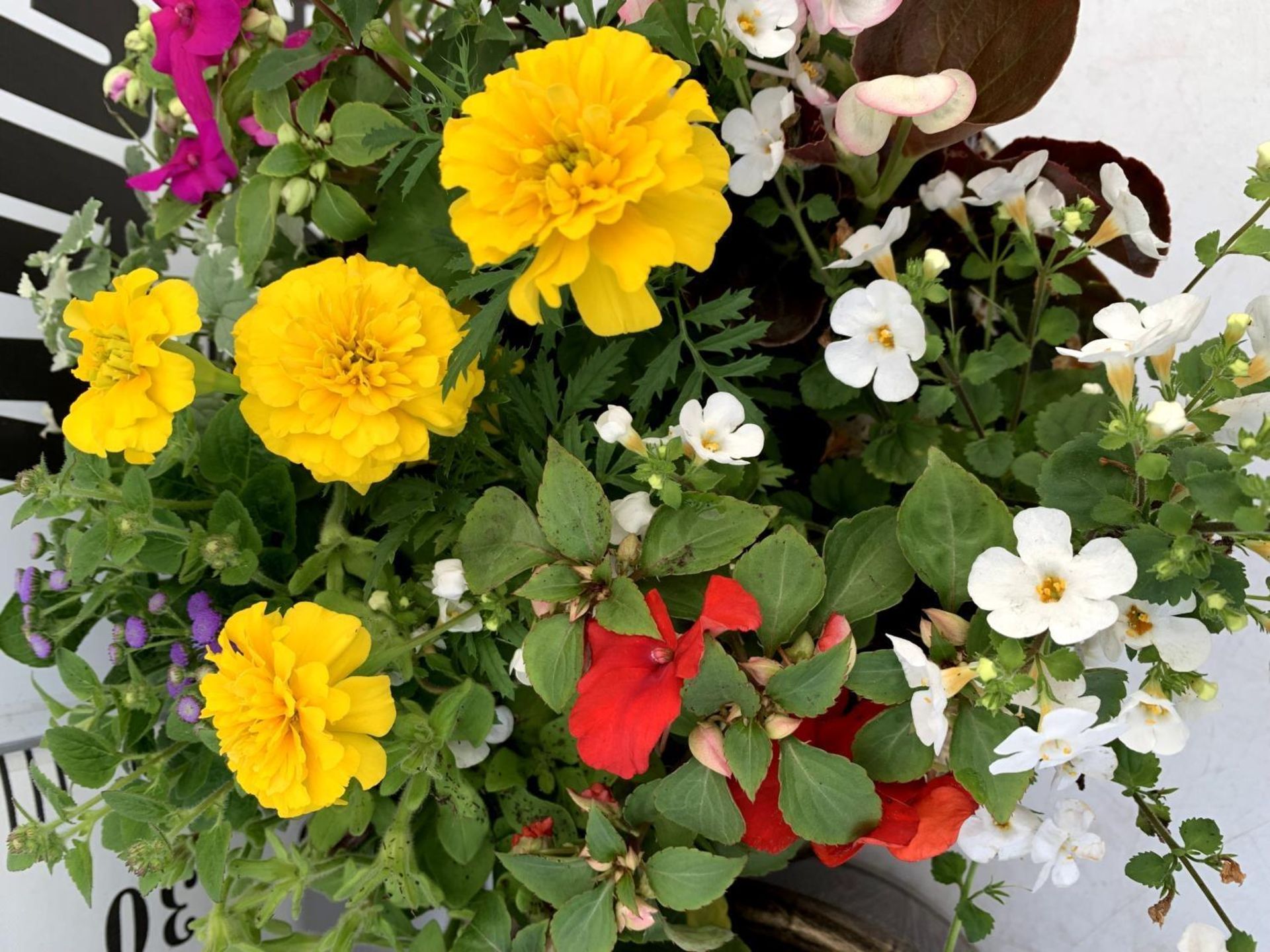 TWO LARGE TUBS PLANTED WITH VARIOUS PLANTS INC MARIGOLDS PETUNIAS FUCHSIA BACOPA ETC IN 10 LTR - Image 8 of 8