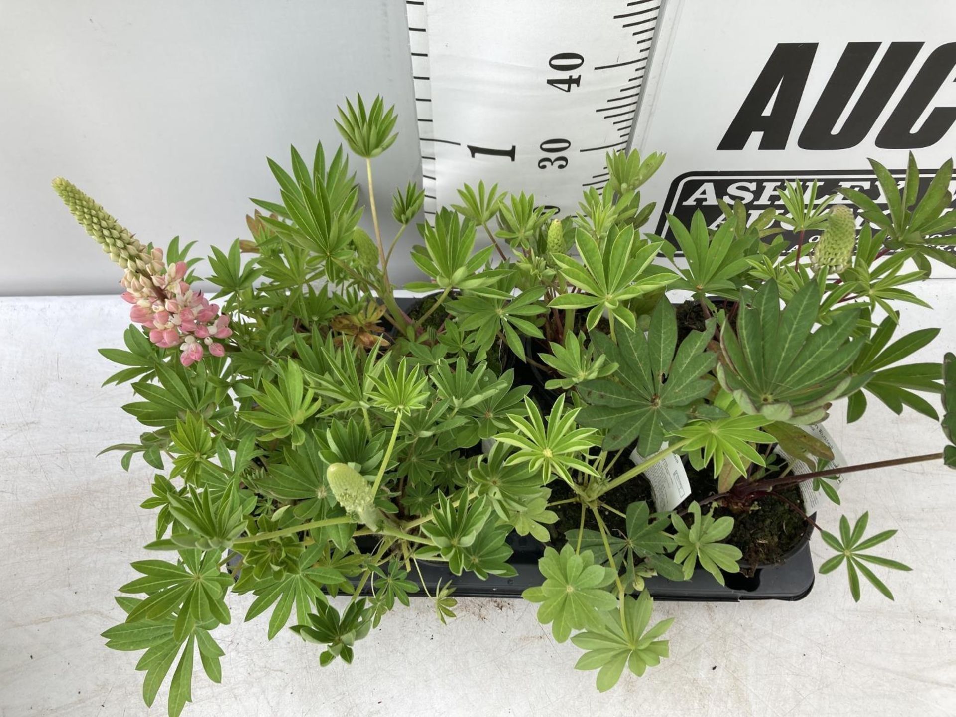 EIGHT LUPIN RUSSELLS IN MIXED COLOURS IN 1 LTR POTS APPROX 40-50CM IN HEIGHT PLUS VAT TO BE SOLD FOR - Image 4 of 7