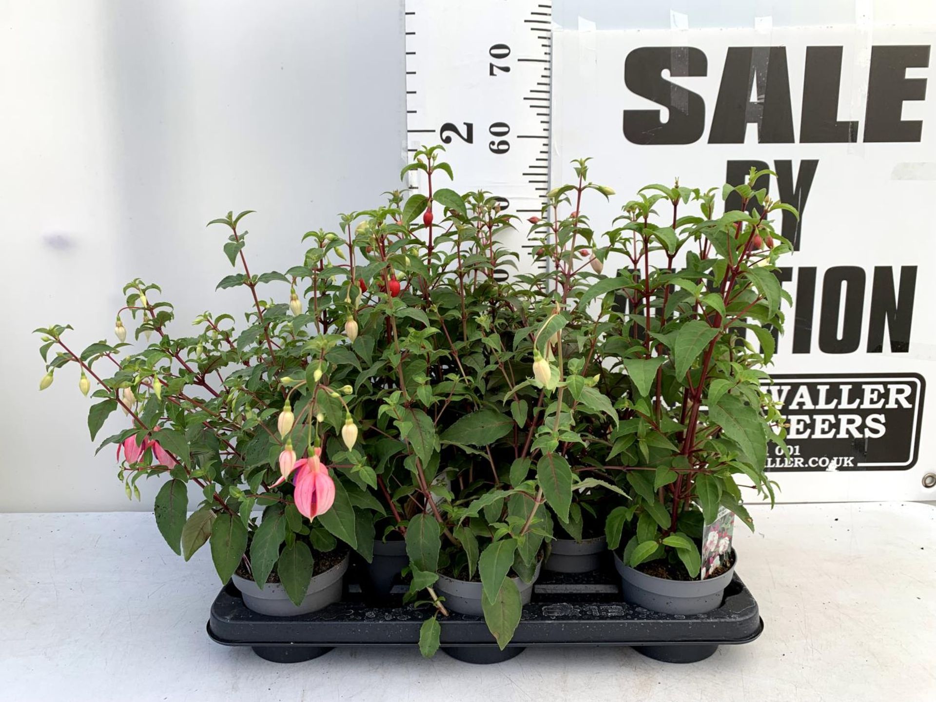 EIGHT FUCHSIA BUSH 'NICE AND EASY' IN 1 LTR POTS ON A TRAY PLUS VAT TO BE SOLD FOR THE EIGHT