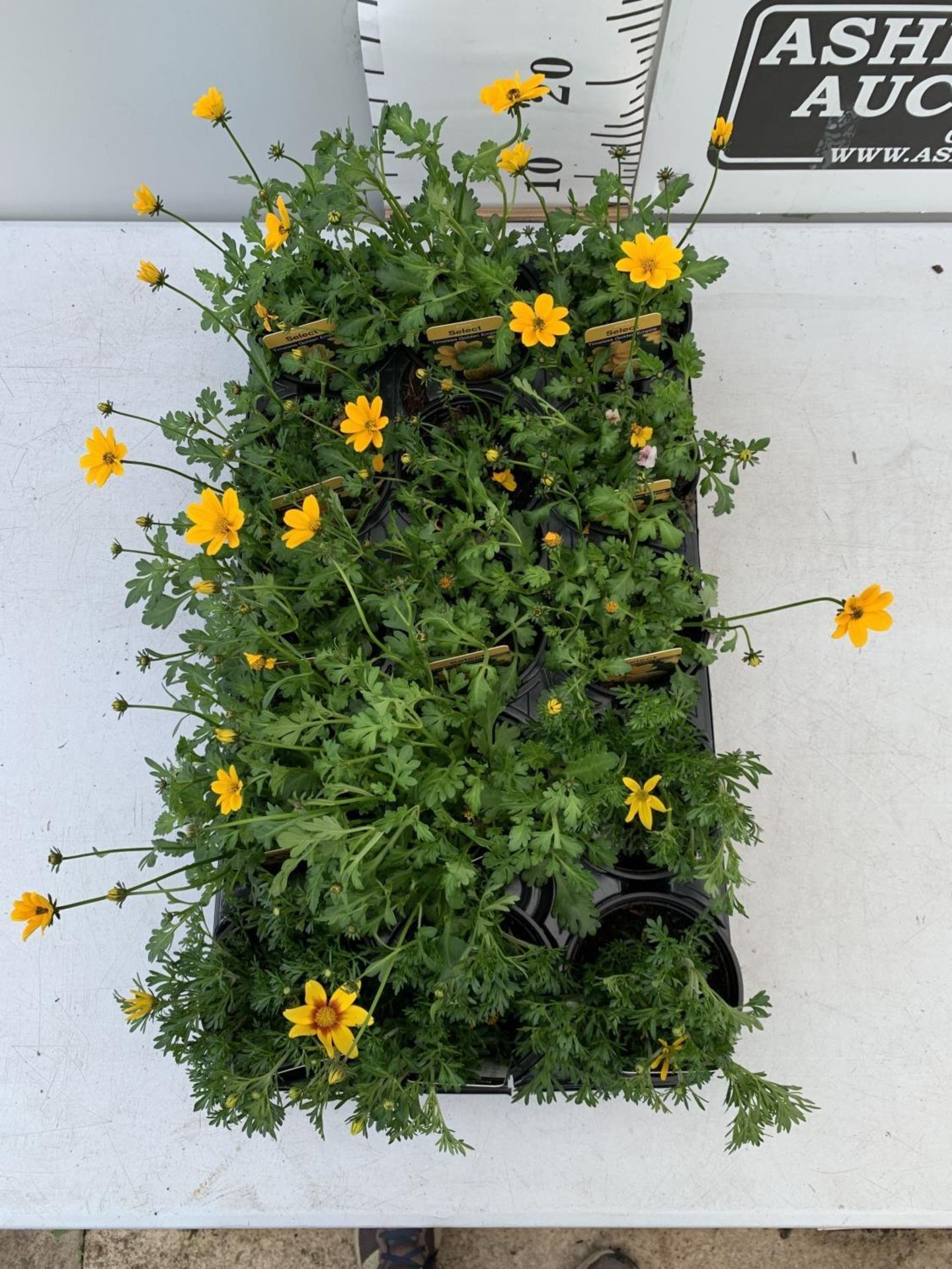 FIFTEEN BIDENS SELECT TIMELESS GOLDEN EMPIRE AND ETERNAL FLAME BASKET PLANTS IN P9 POTS PLUS VAT - Image 2 of 6