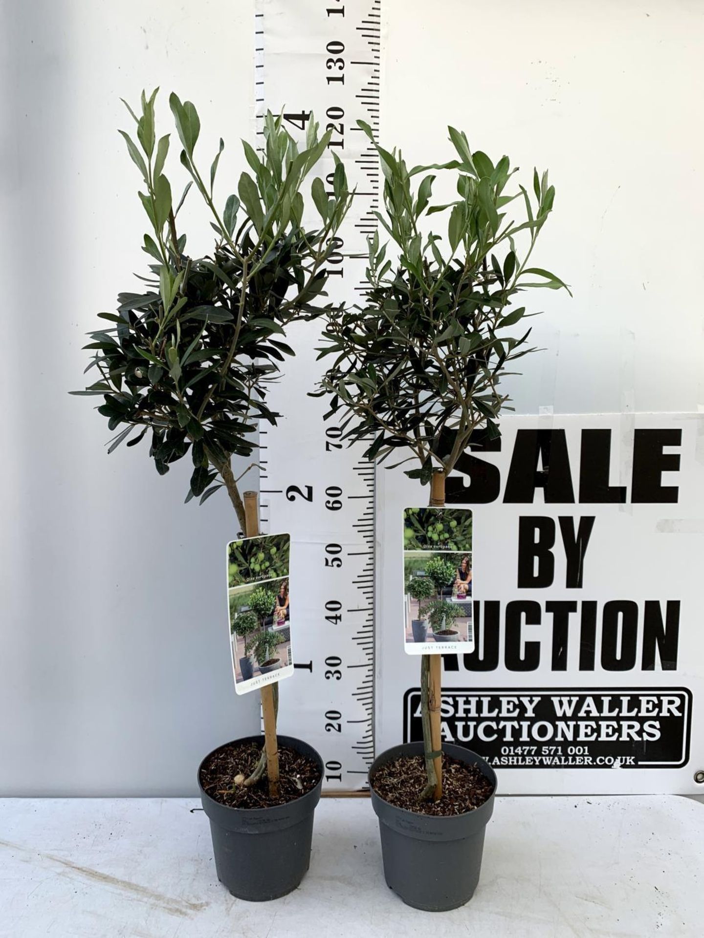 TWO OLIVE EUROPEA STANDARD TREES APPROX 120CM IN HEIGHT IN 3LTR POTS NO VAT TO BE SOLD FOR THE TWO - Image 2 of 8