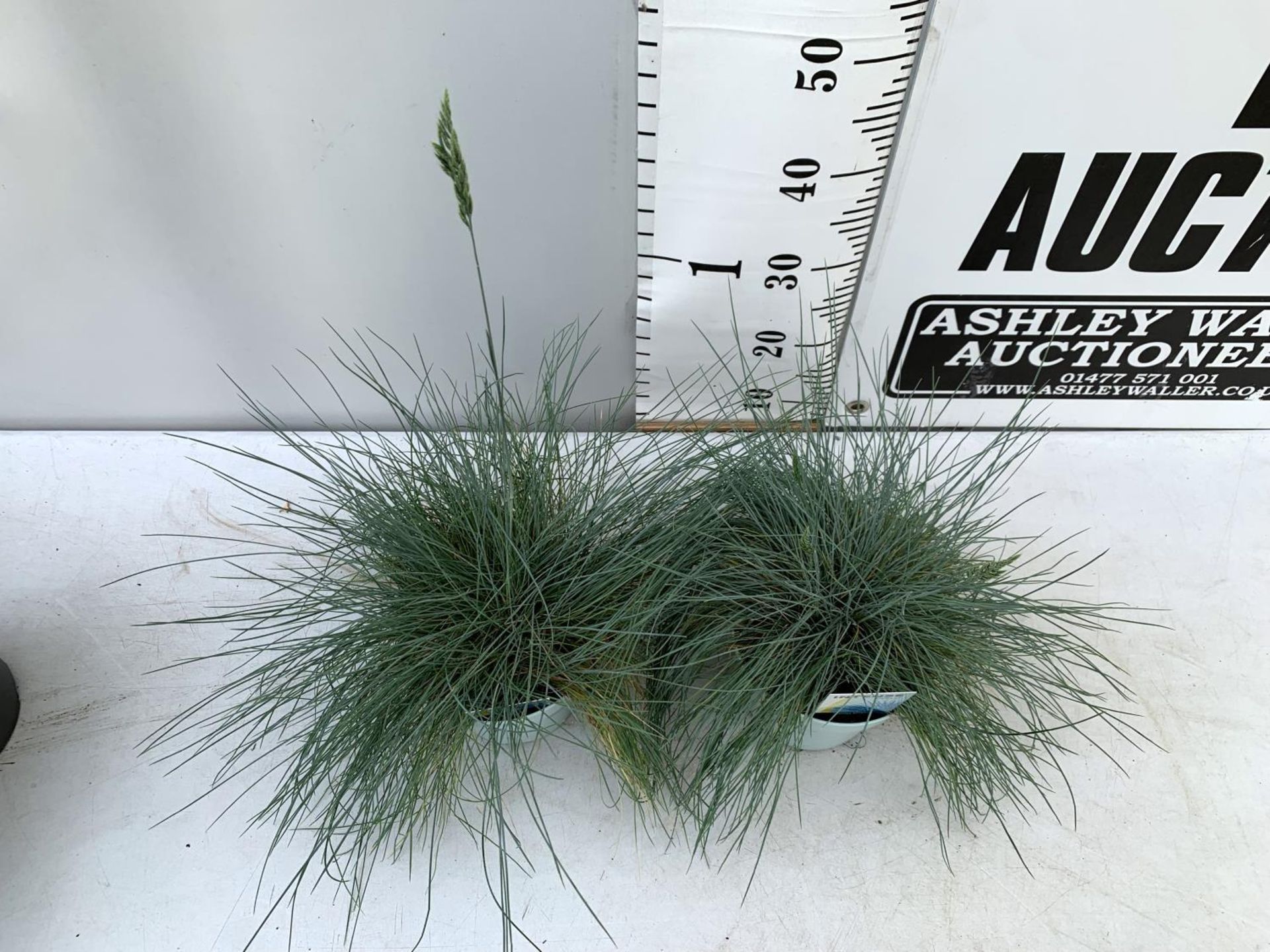TWO FESTUCA GLAUCA 'INTENSE BLUE' ORNAMENTAL GRASSES IN 2 LTR POTS APPROX 50CM IN HEIGHT PLUS VAT TO - Image 4 of 10