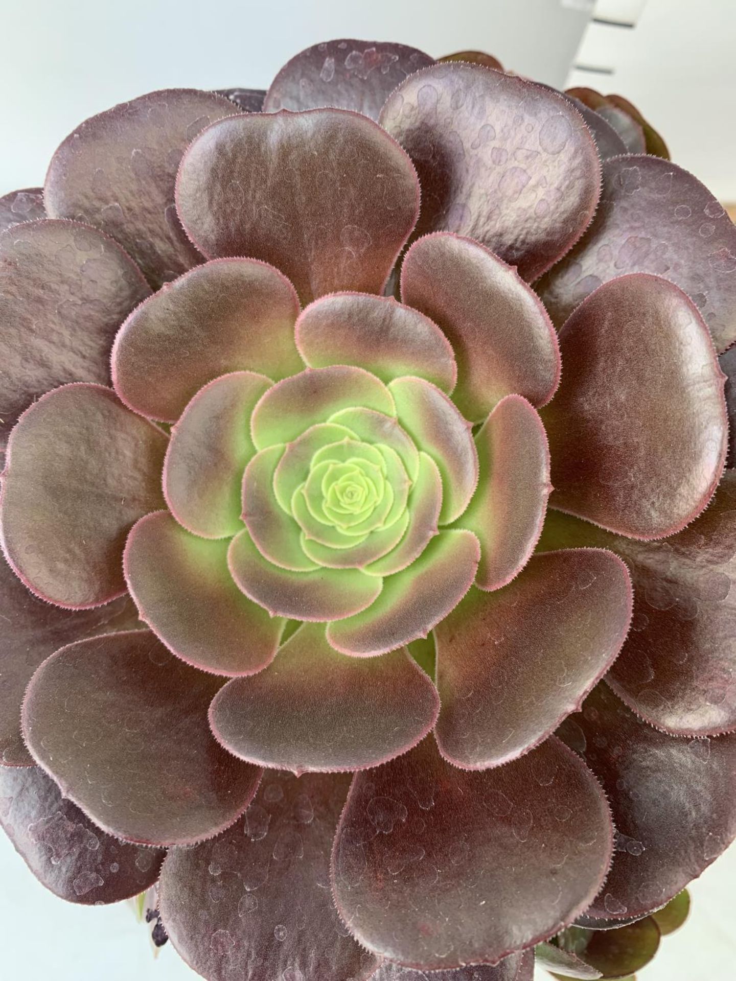 TWO AEONIUM ARBOREUM VELOURS IN 1 LTR POTS 30CM IN HEIGHT PLUS VAT TO BE SOLD FOR THE TWO - Image 6 of 10