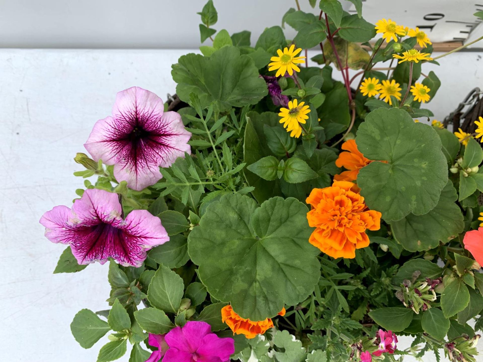 TWO WICKER HANGING BASKETS PLANTED WITH VARIOUS BEDDING PLANTS INCLUDING MARIGOLD PETUNIA VERBENA - Image 5 of 8