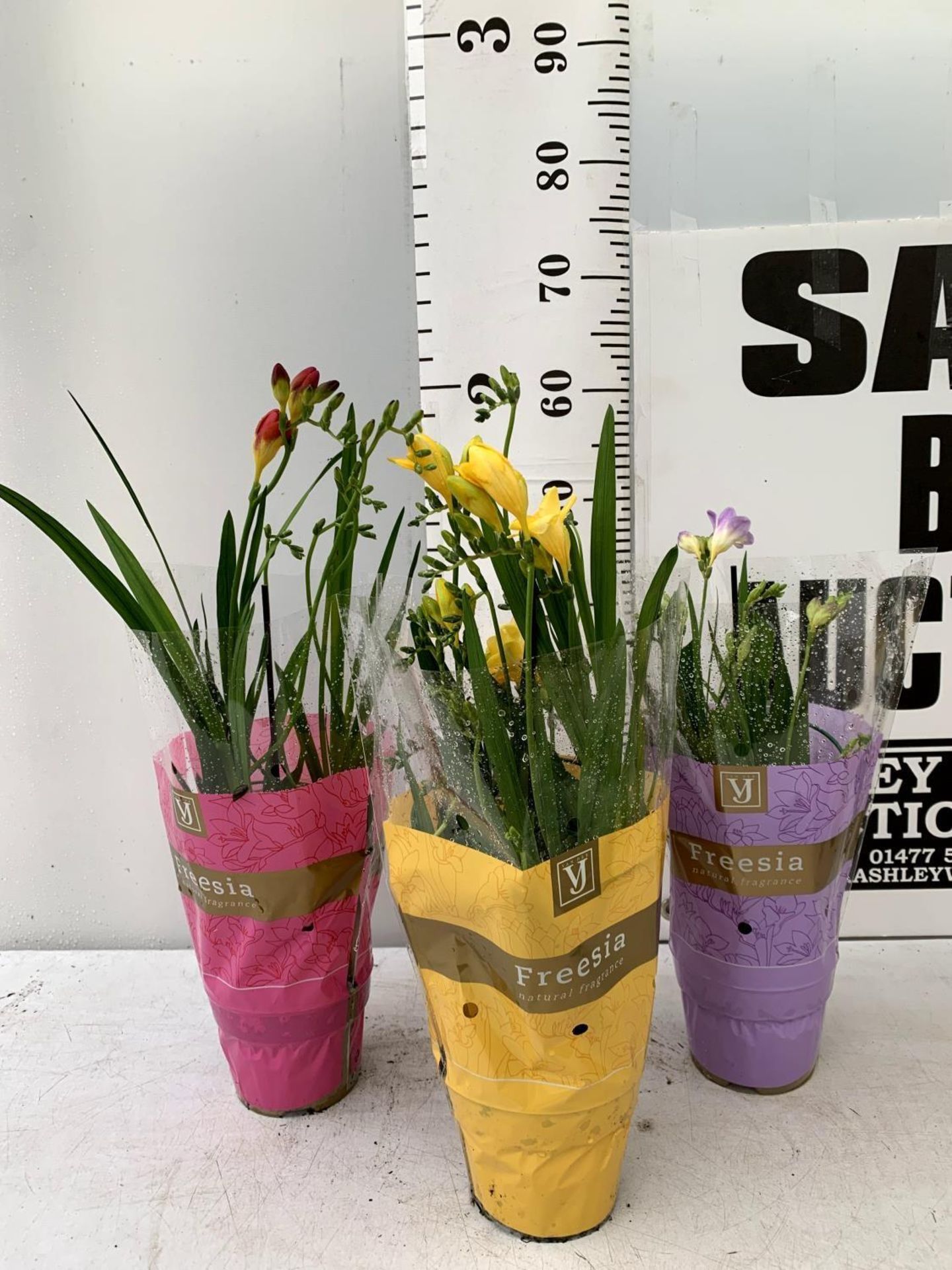 THREE FREESIA NANO PLANTS IN YELLOW RED AND PURPLE IN A CIRCULAR FRAME APPROX 60CM IN HEIGHT IN 1 - Image 2 of 12