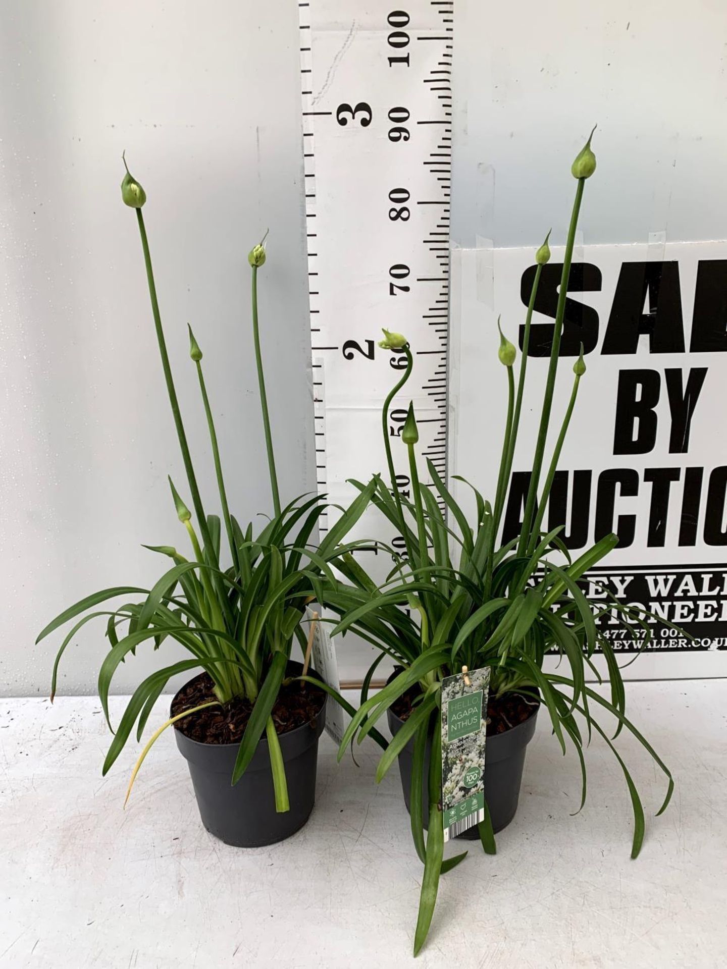 TWO AGAPANTHUS EVER WHITE IN FLOWER APPROX 80CM IN HEIGHT IN 3 LTR POTS PLUS VAT TO BE SOLD FOR - Image 2 of 10